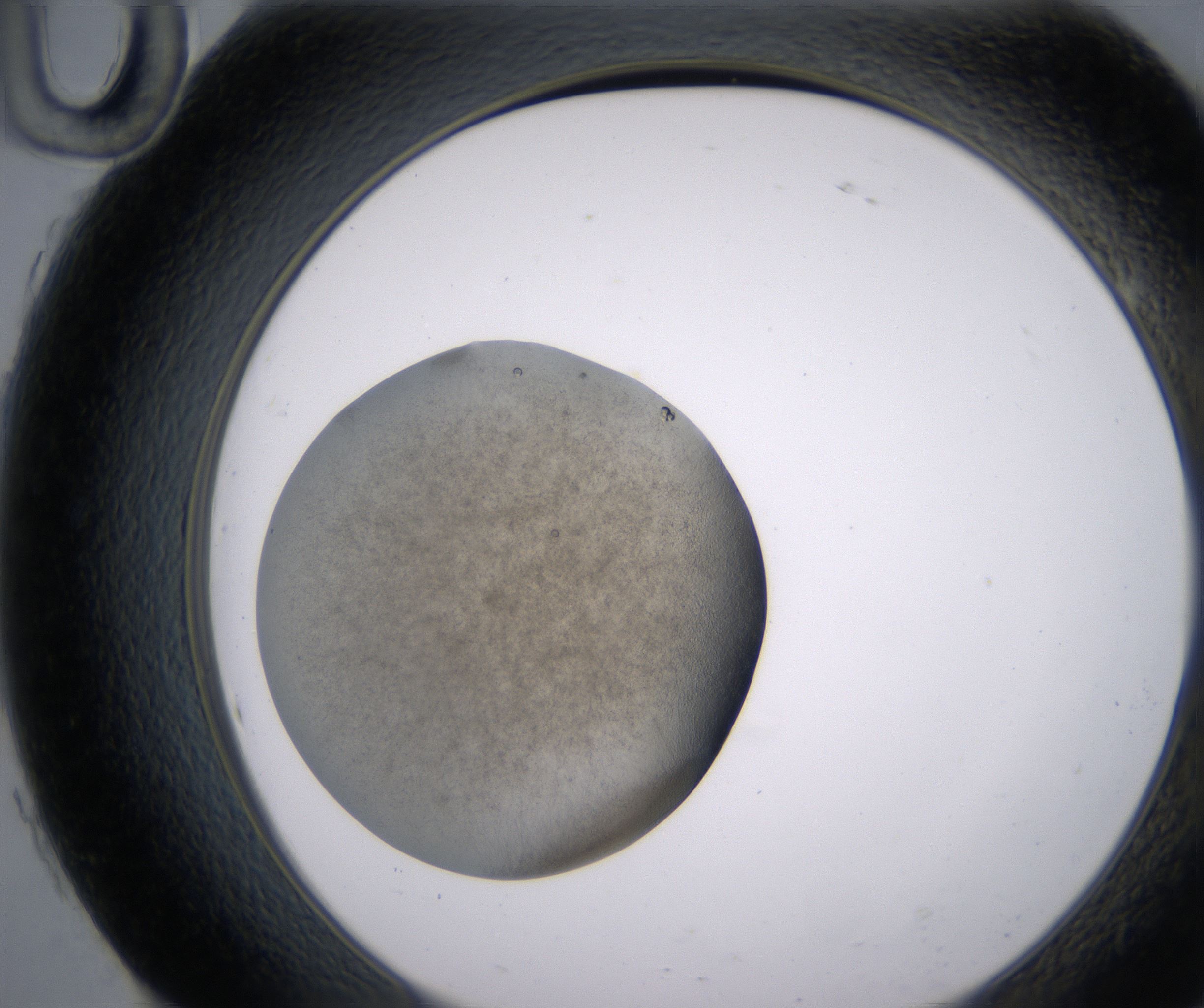 H10_HighResolution_Precipitate_2.jpg