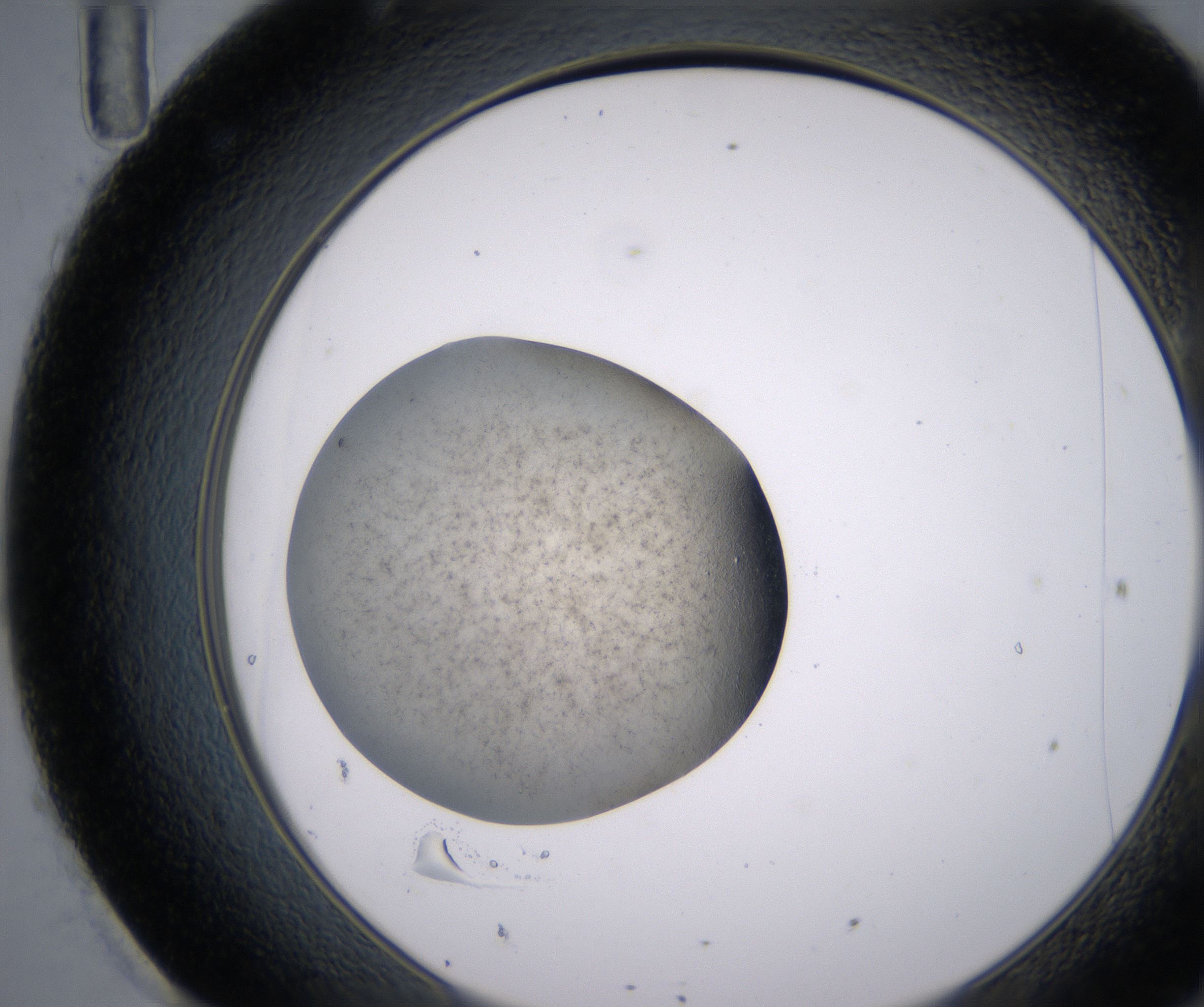 H11_HighResolution_Precipitate_2.jpg