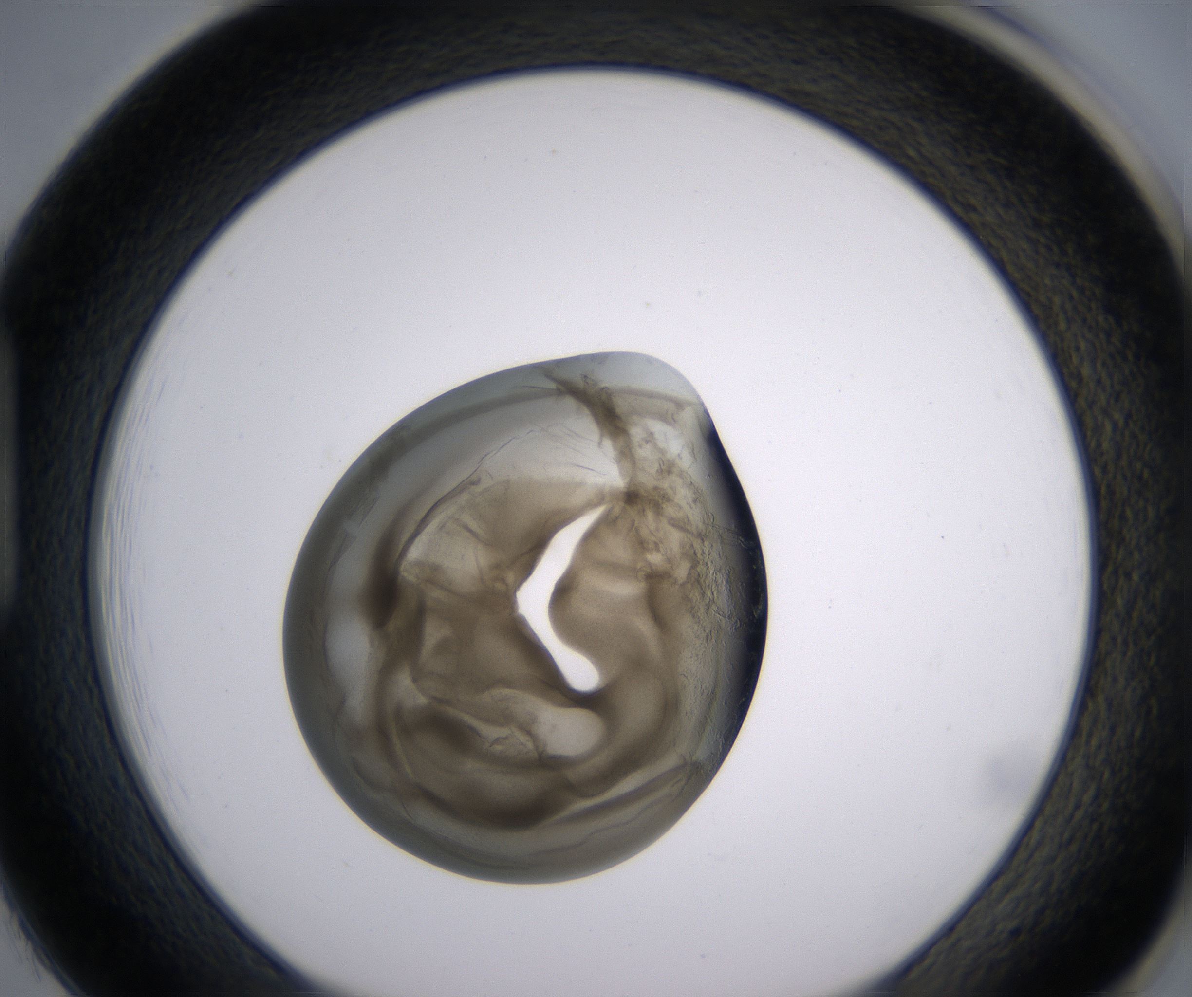 H1_HighResolution_Precipitate_1.jpg