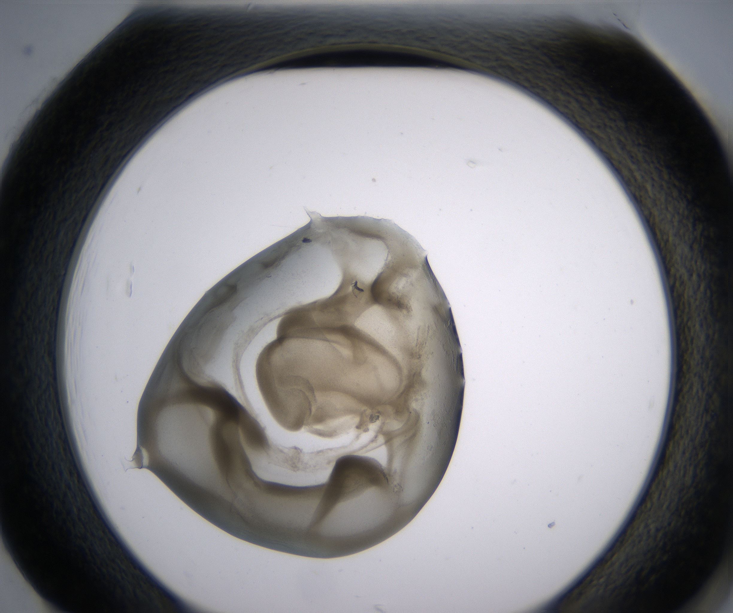 H1_HighResolution_Precipitate_2.jpg