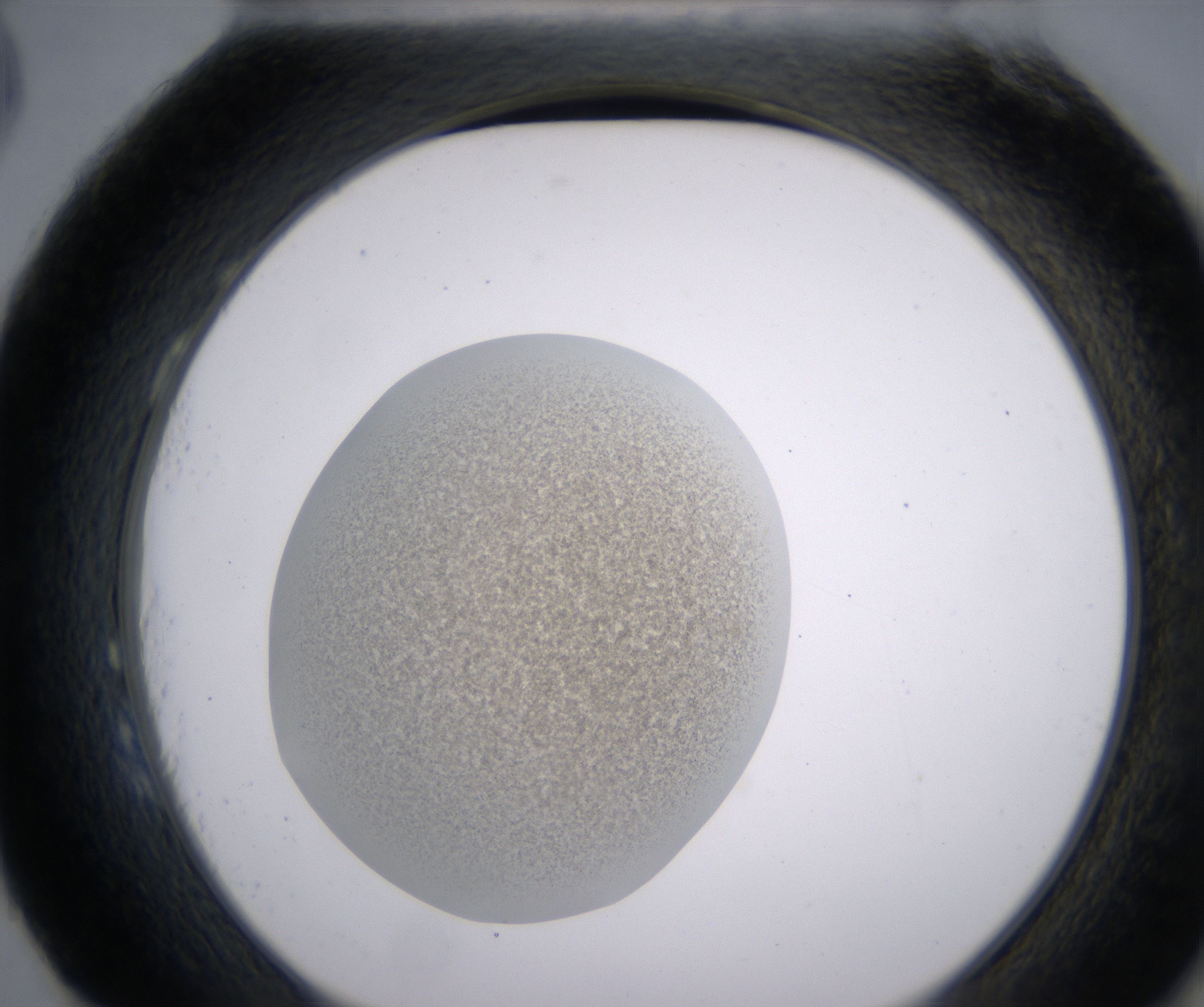 H3_HighResolution_Precipitate_2.jpg