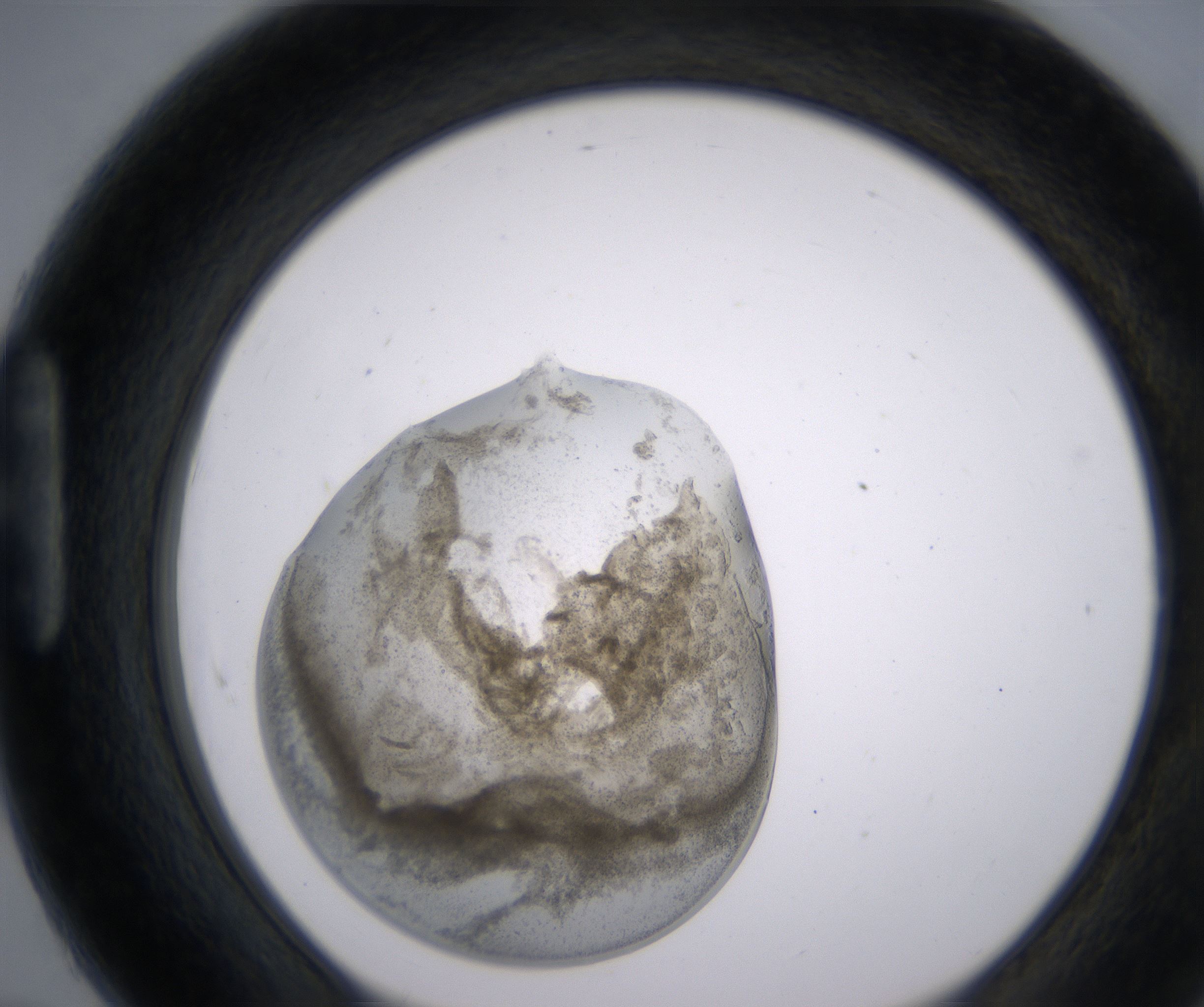 H7_HighResolution_Precipitate_1.jpg