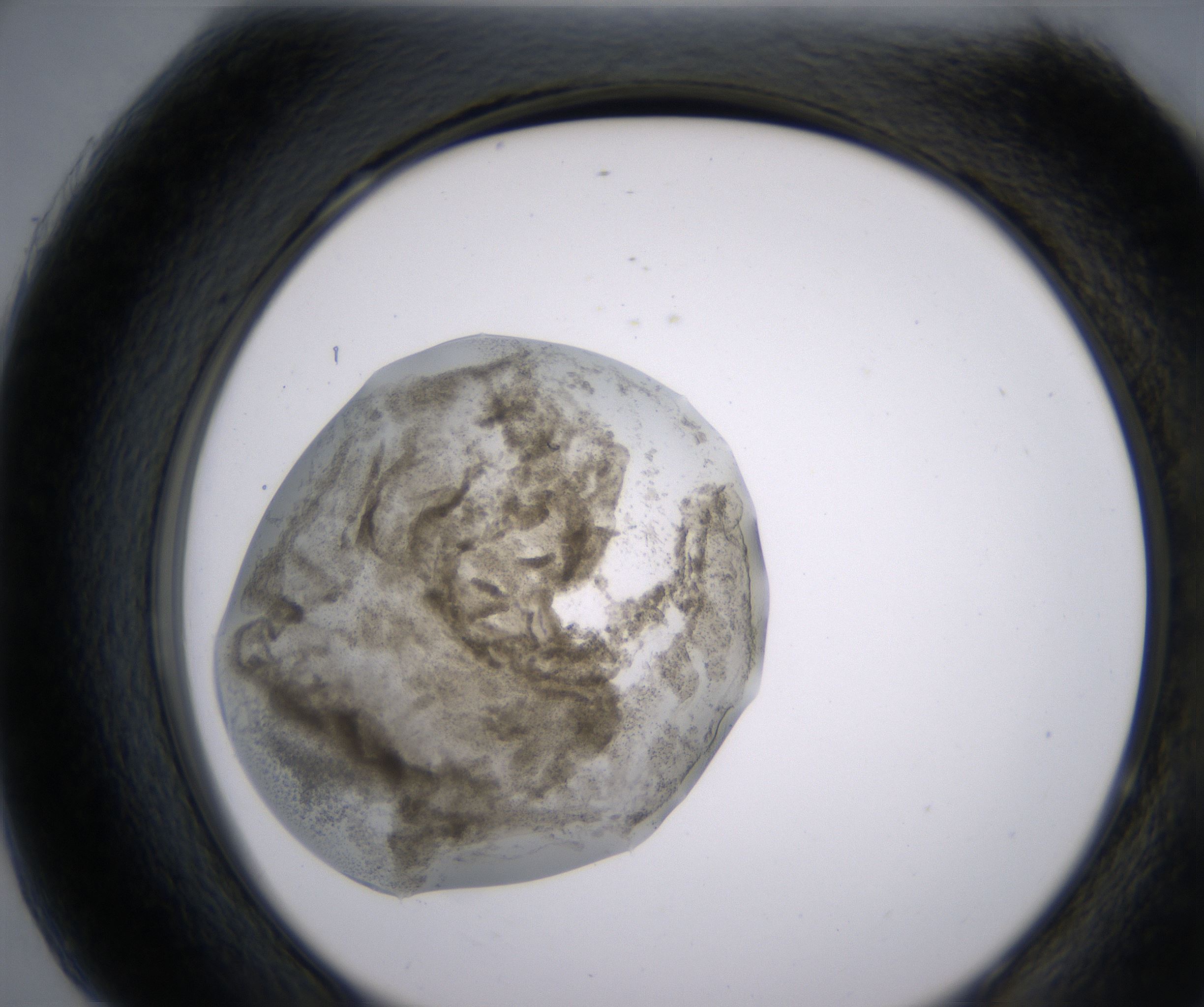 H7_HighResolution_Precipitate_2.jpg