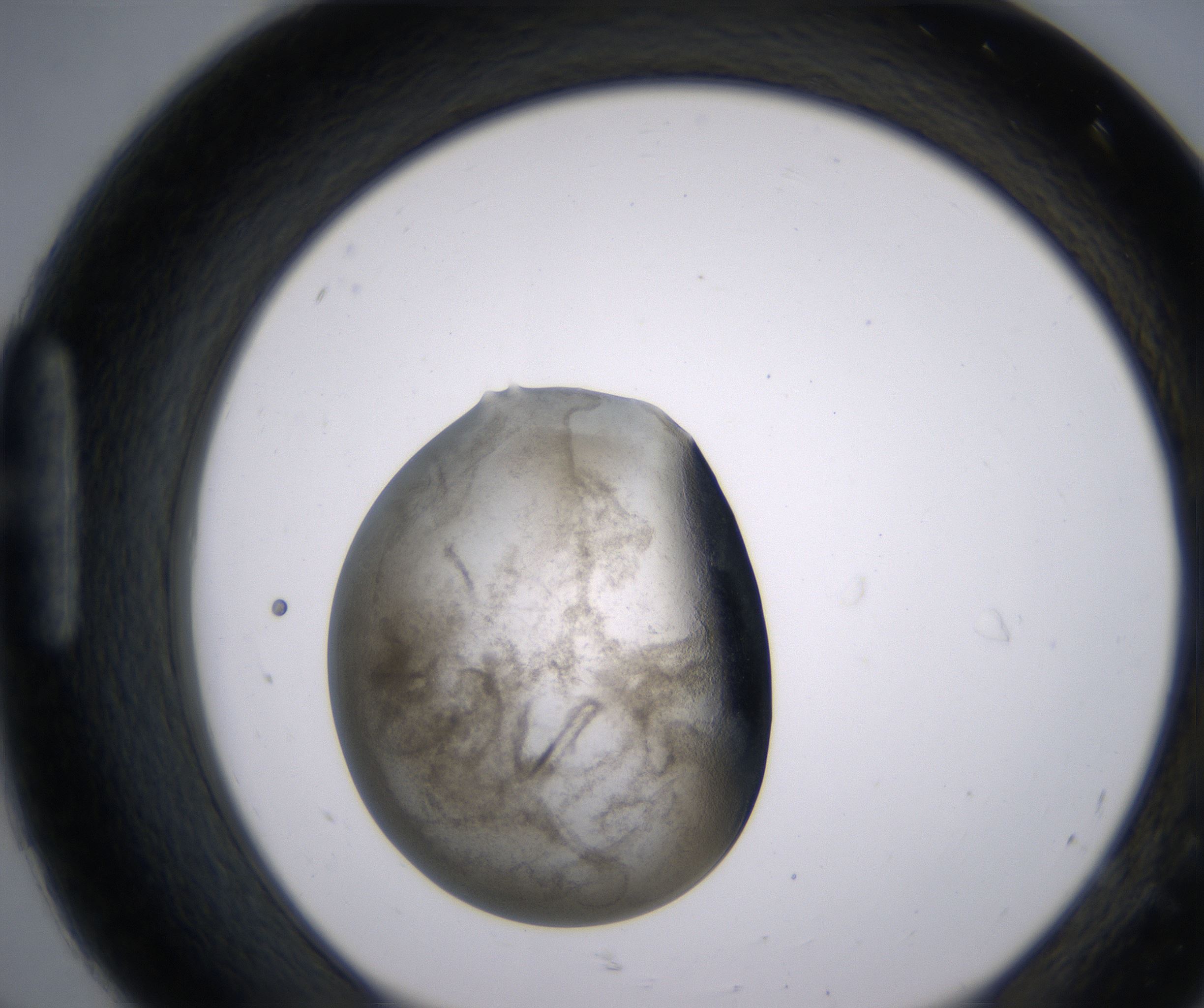 H8_HighResolution_Precipitate_1.jpg