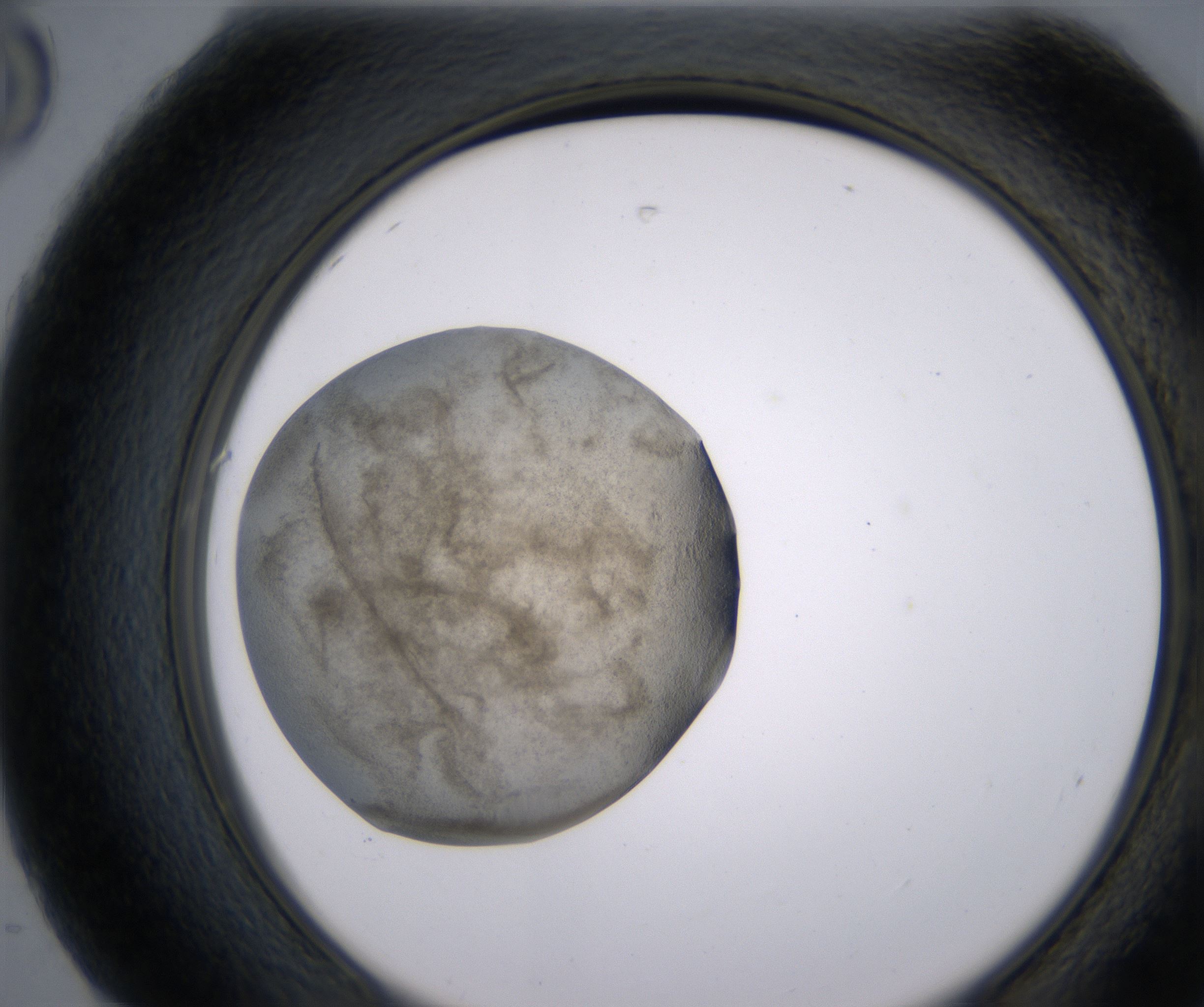 H8_HighResolution_Precipitate_2.jpg