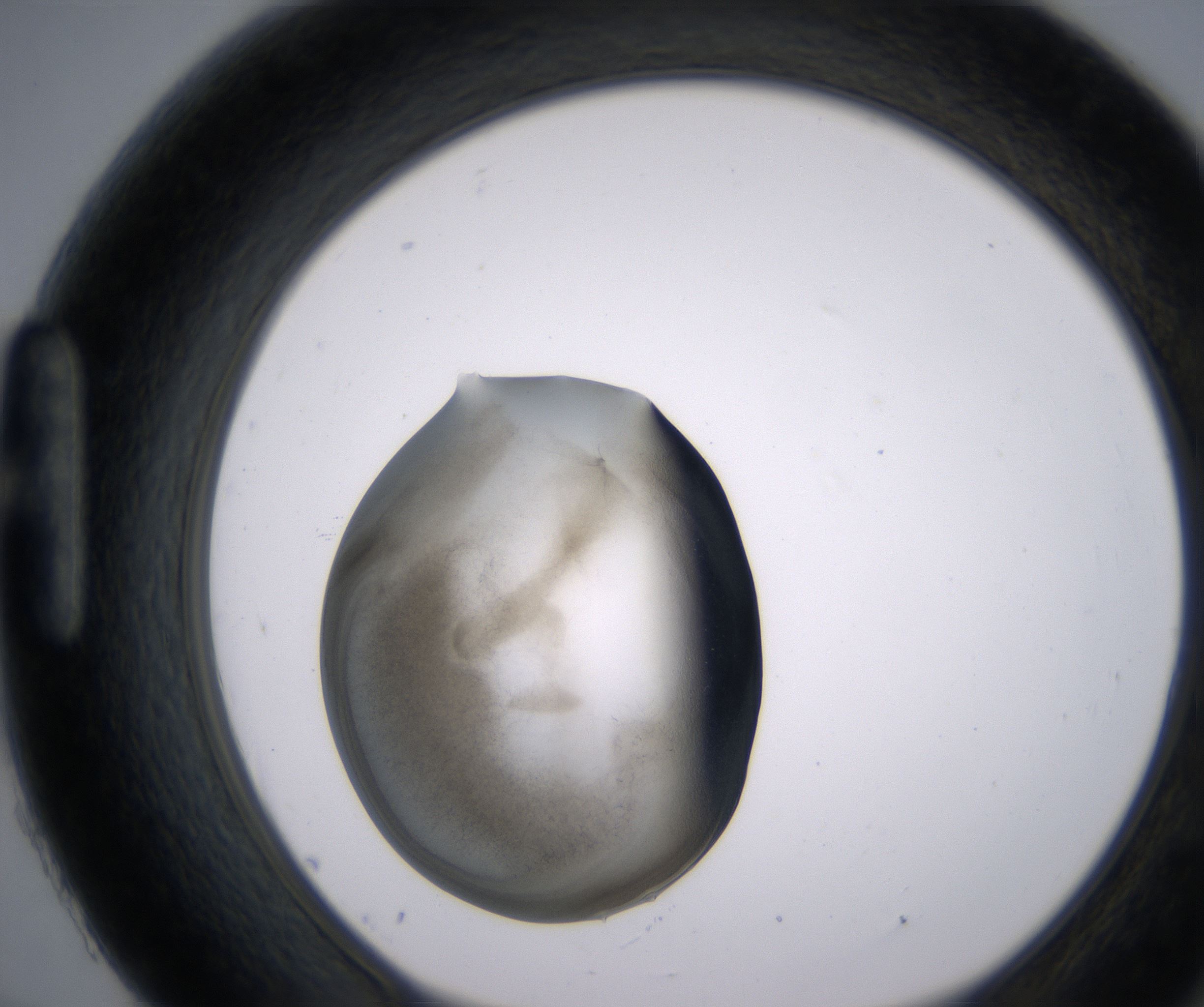 H9_HighResolution_Precipitate_1.jpg