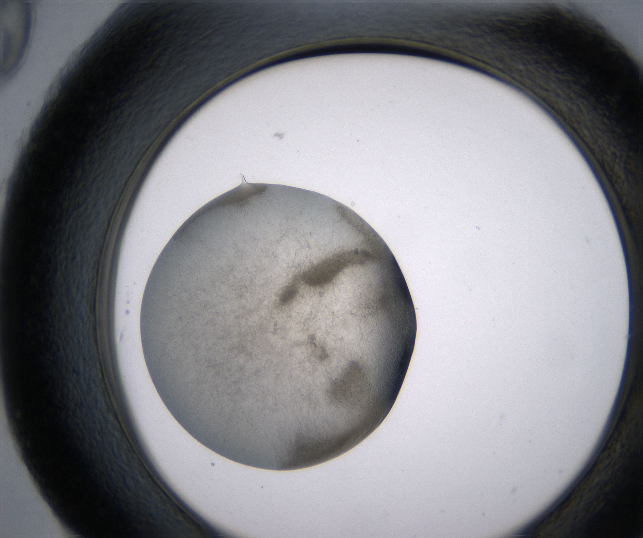 H9_HighResolution_Precipitate_2.jpg