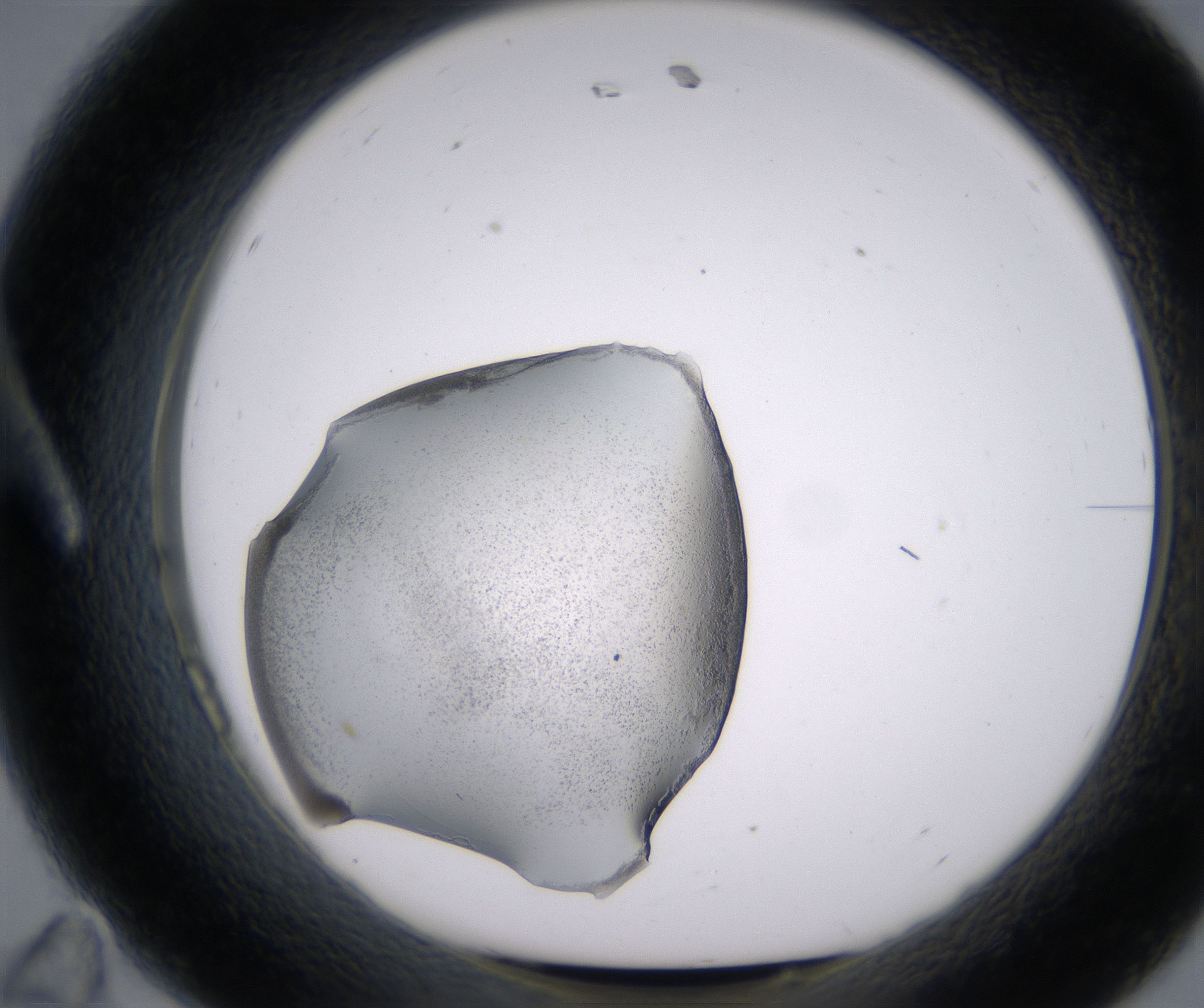 A11_HighResolution_Precipitate_1.jpg