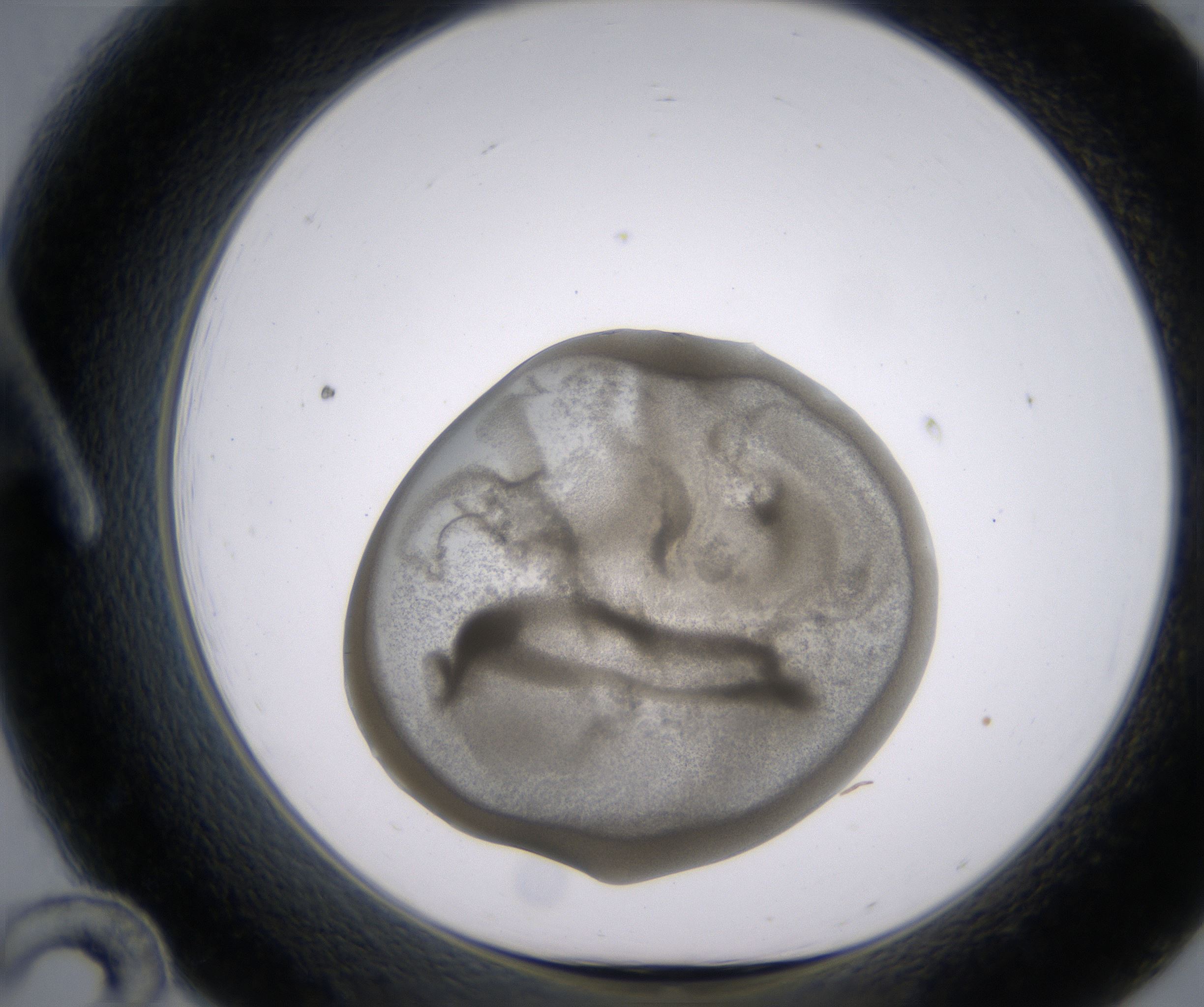 A12_HighResolution_Precipitate_1.jpg