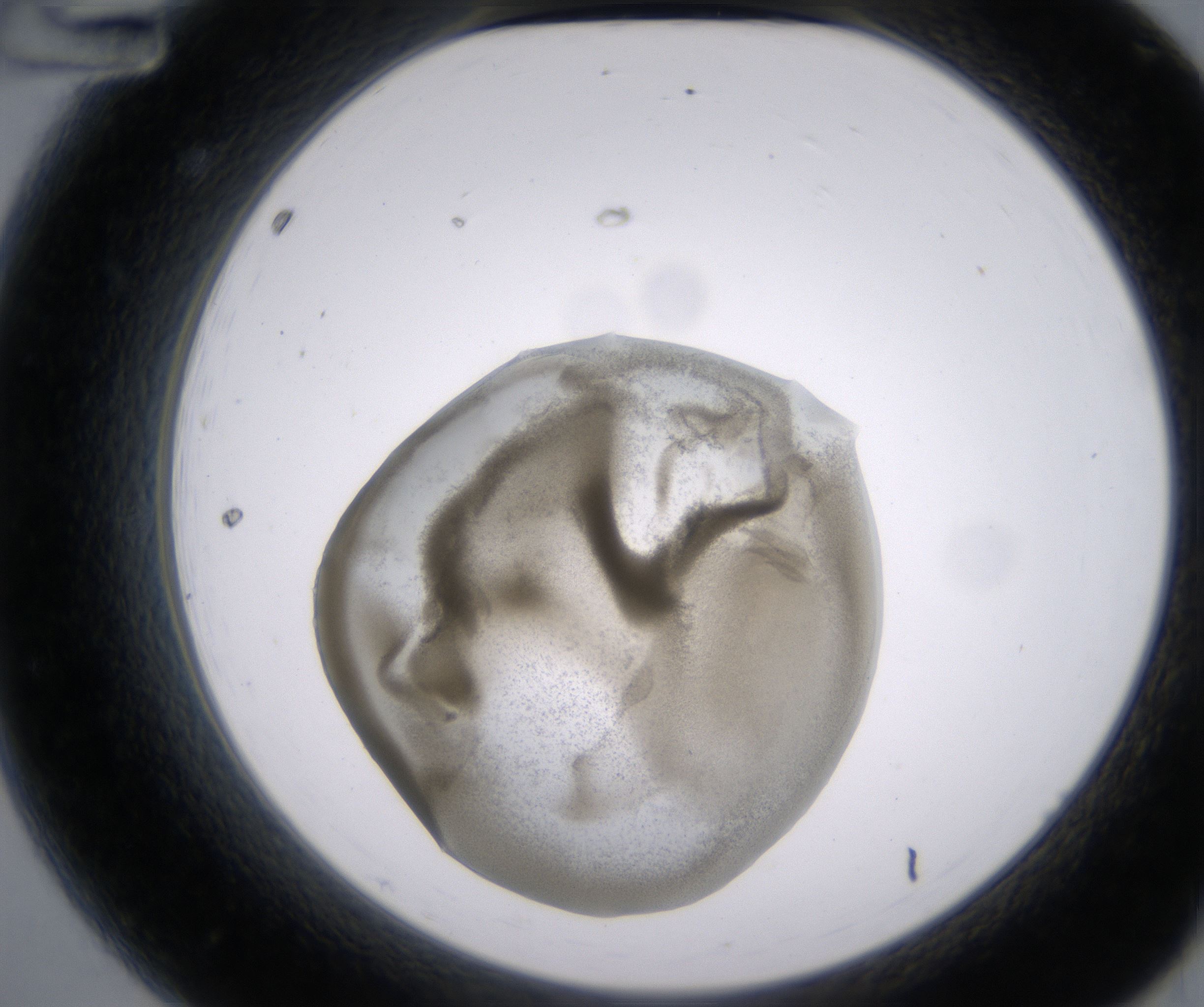 A12_HighResolution_Precipitate_2.jpg