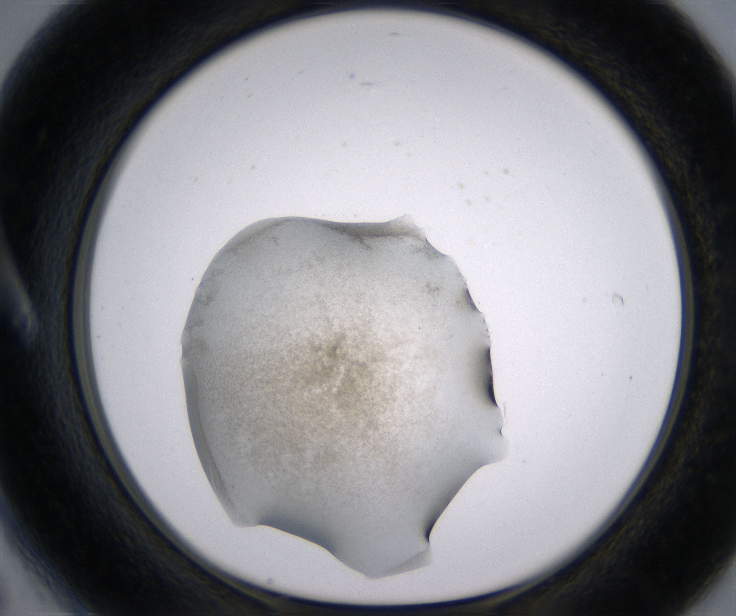 A6_HighResolution_Precipitate_1.jpg