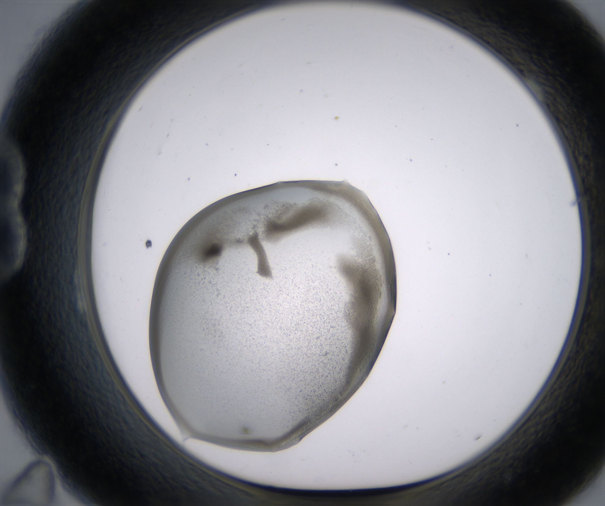 B11_HighResolution_Precipitate_1.jpg