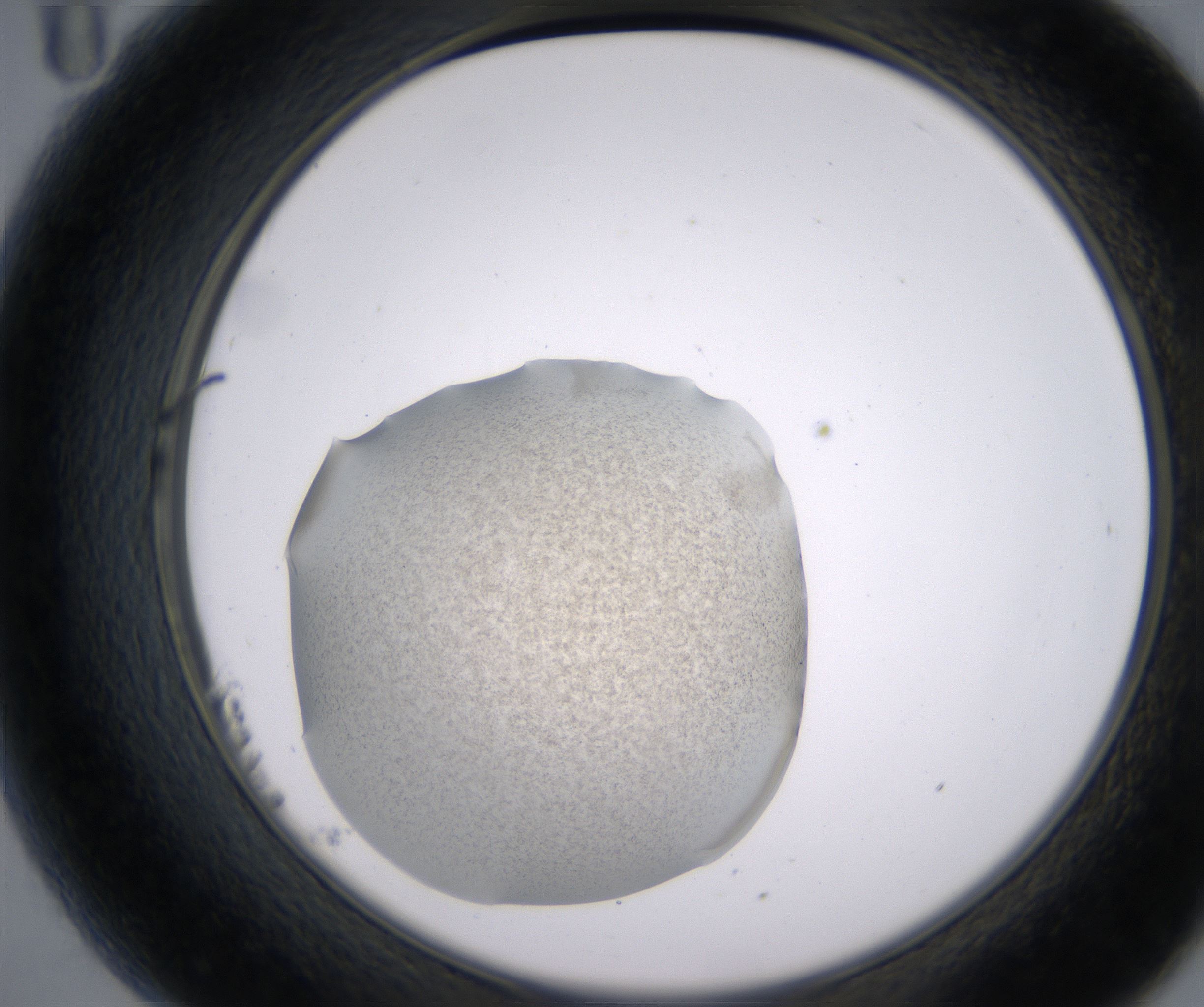 B11_HighResolution_Precipitate_2.jpg