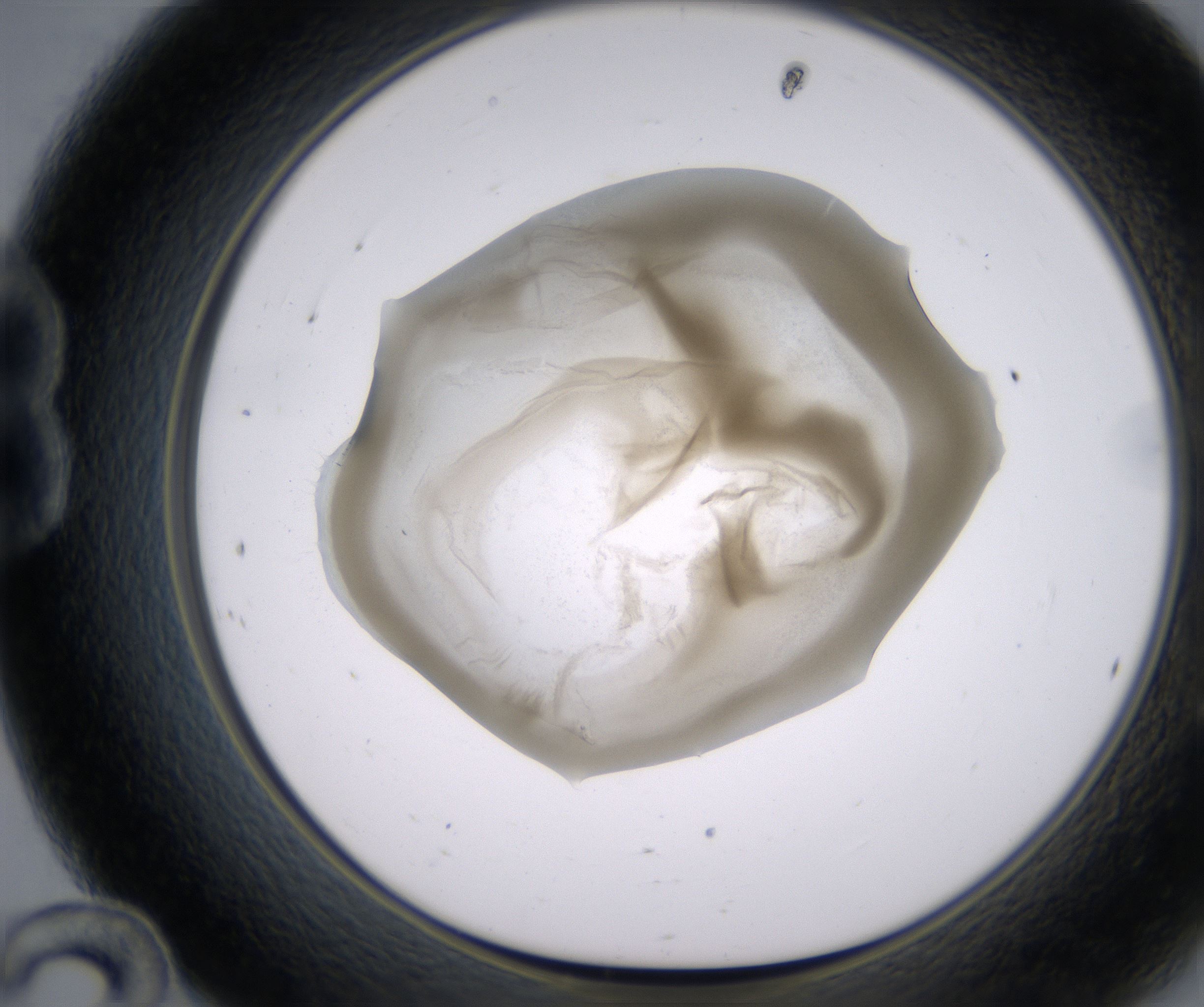 B12_HighResolution_Precipitate_1.jpg