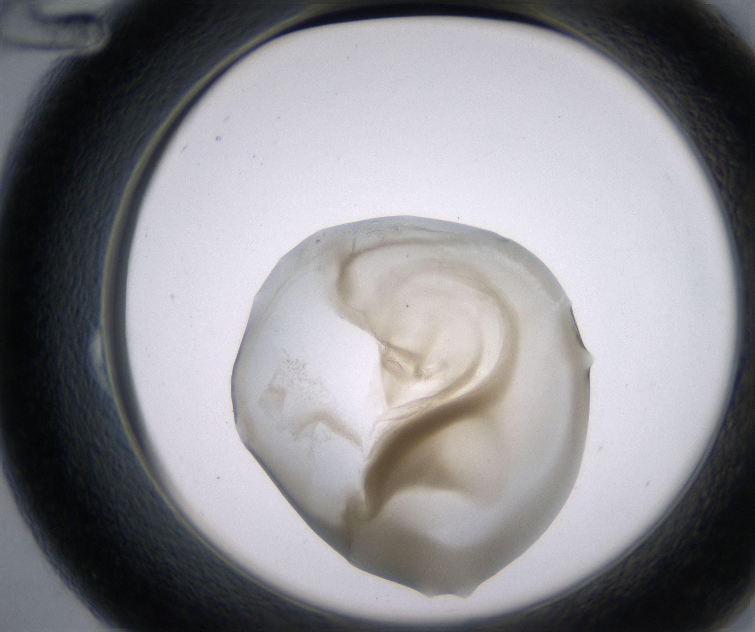 B12_HighResolution_Precipitate_2.jpg
