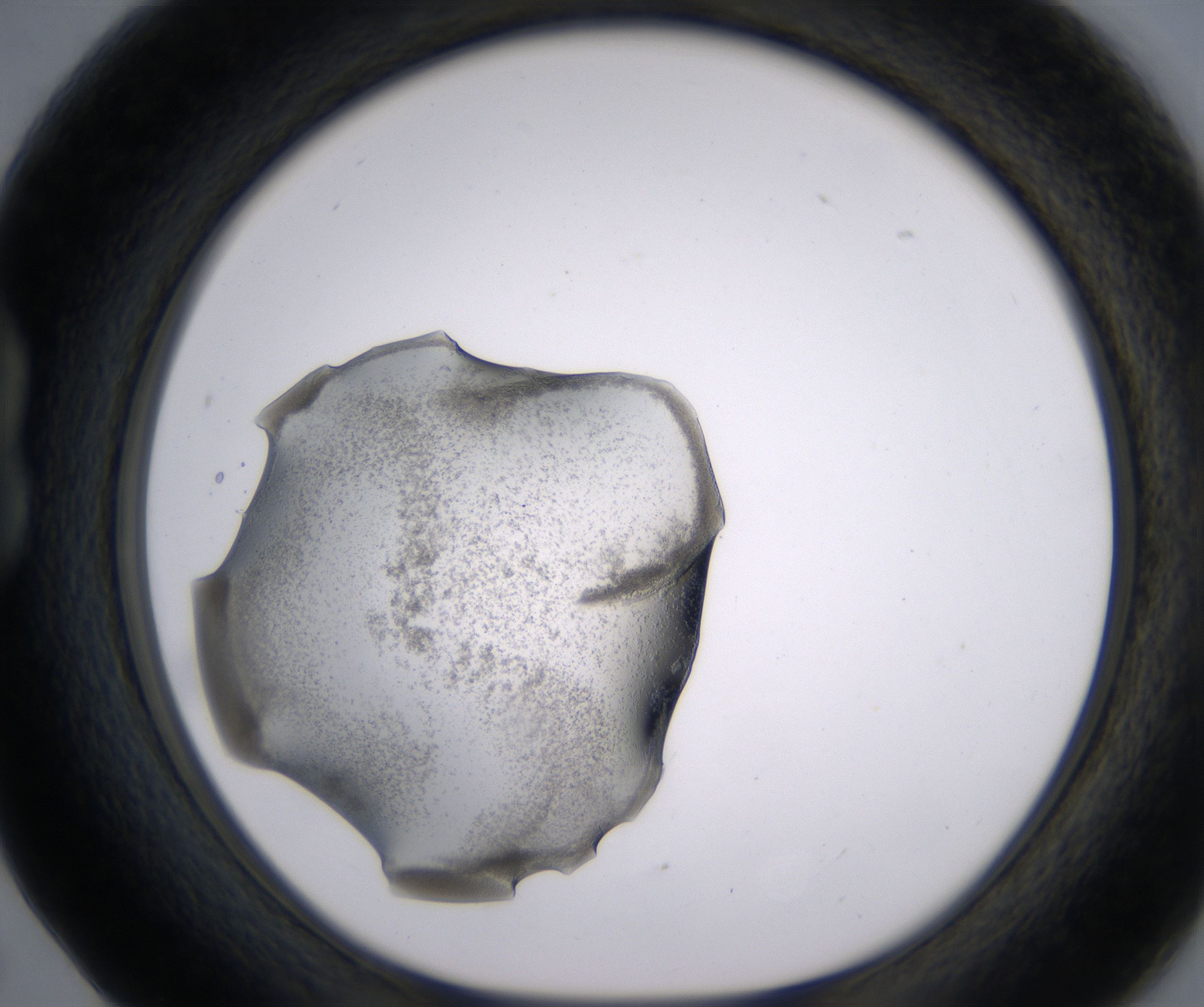 B5_HighResolution_Precipitate_1.jpg