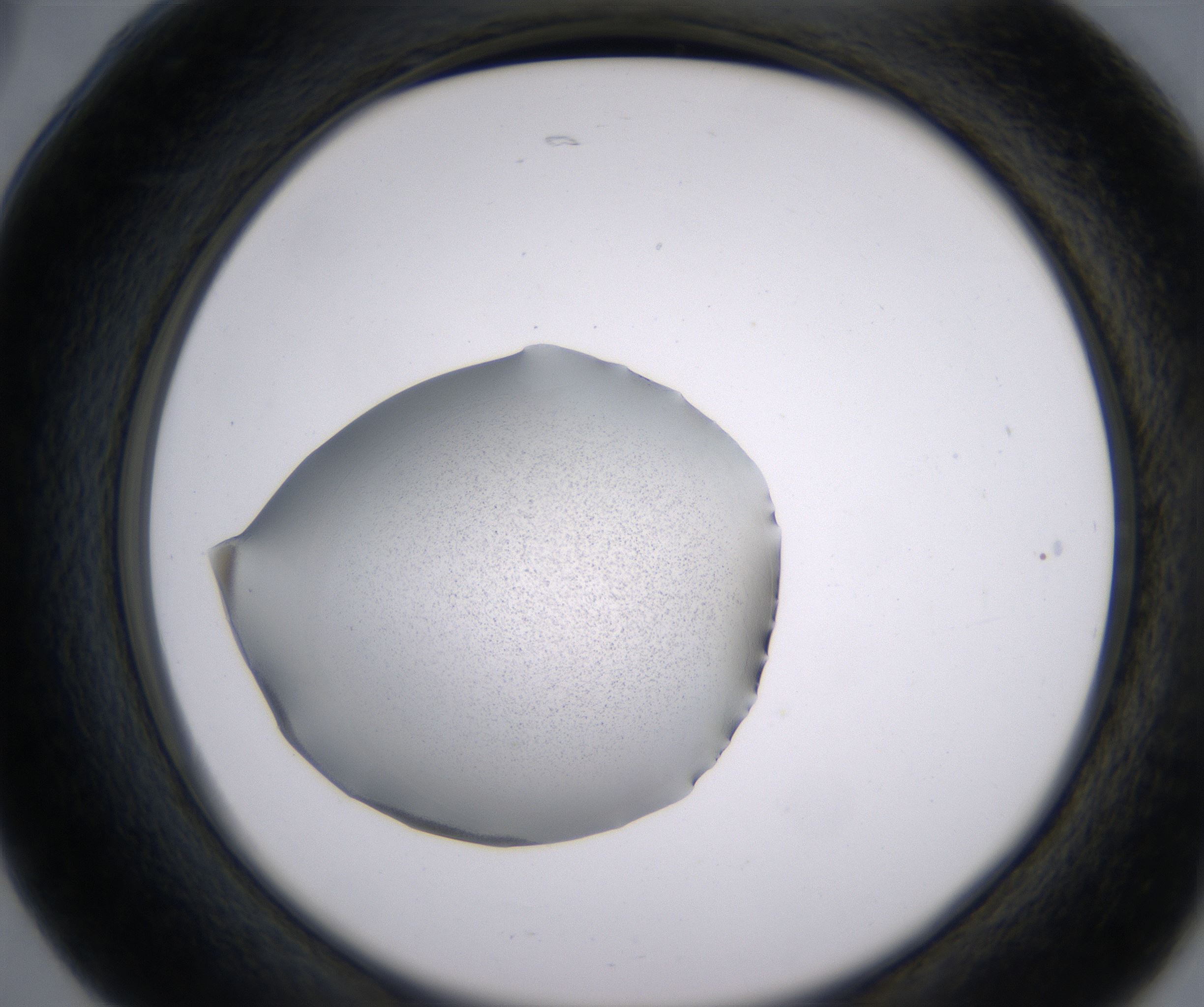 B5_HighResolution_Precipitate_2.jpg