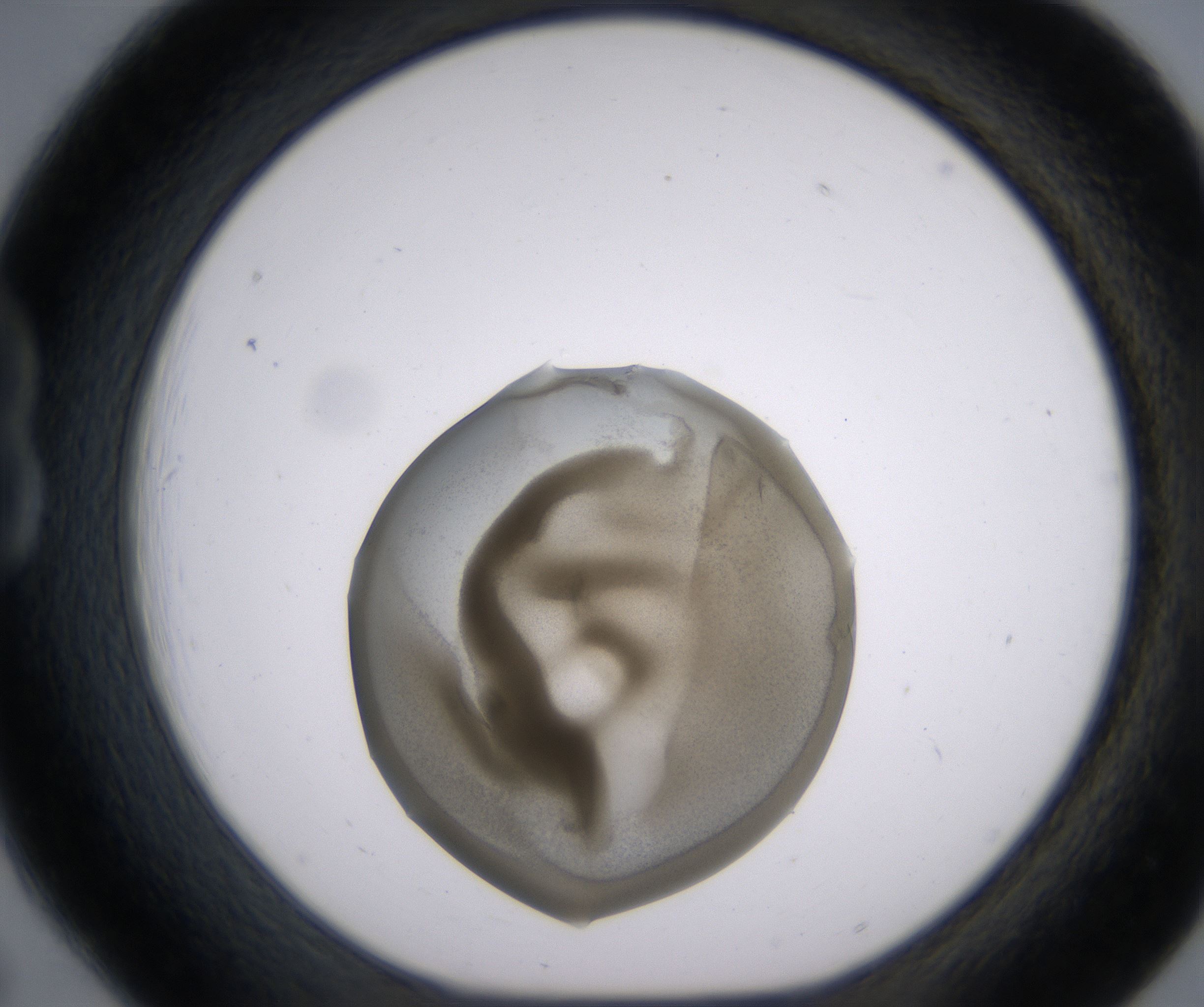 B6_HighResolution_Precipitate_1.jpg