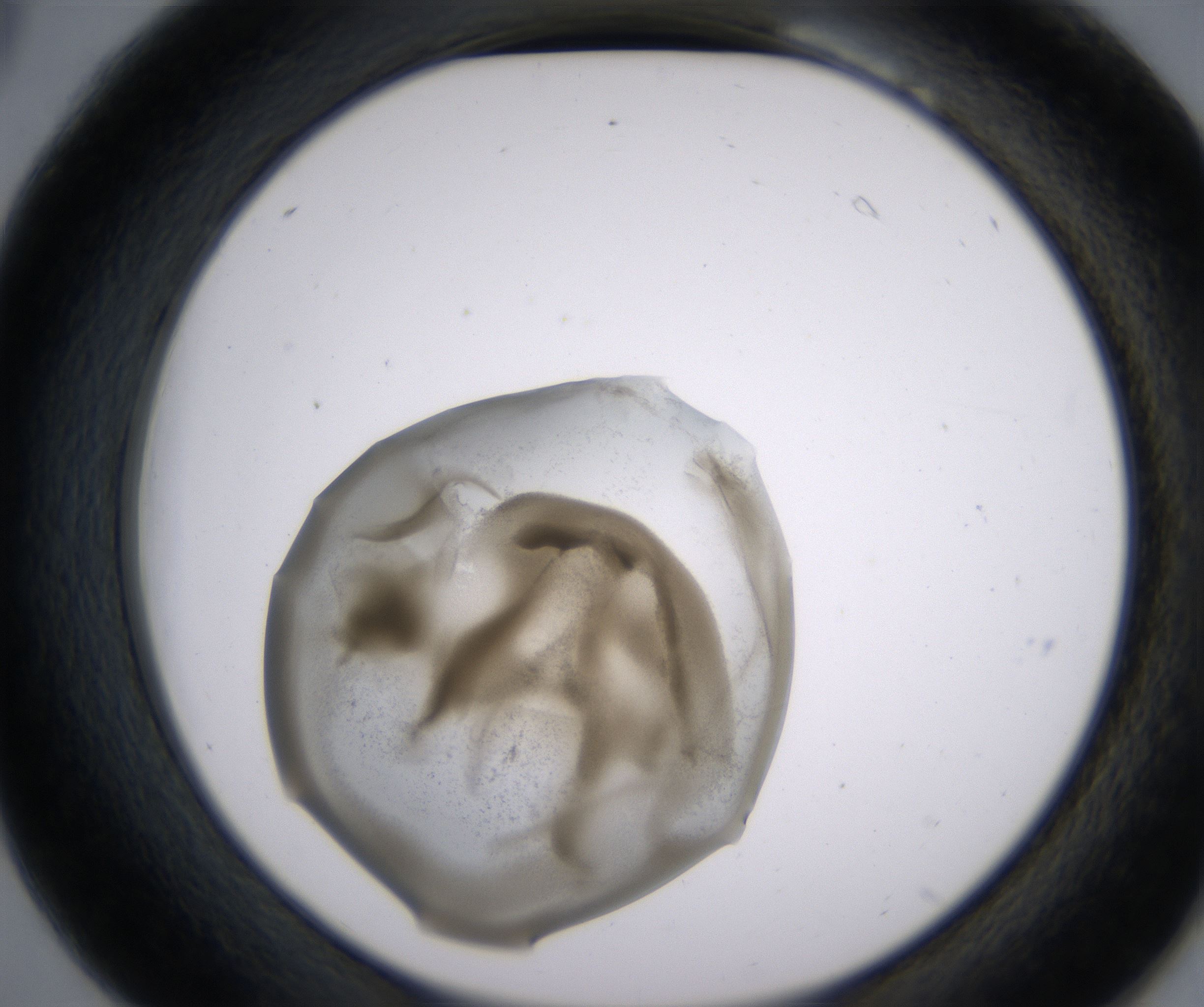 B6_HighResolution_Precipitate_2.jpg