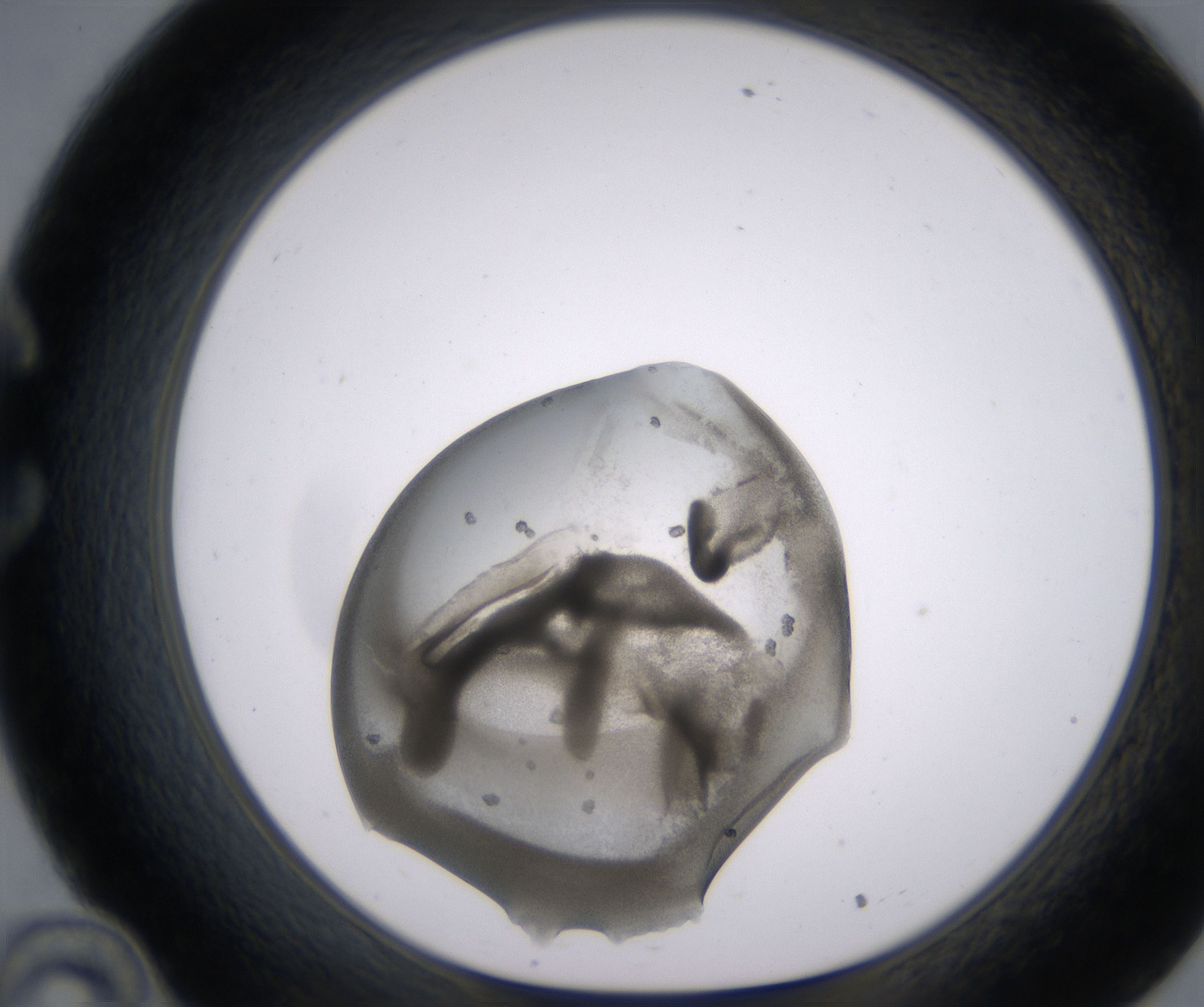 C10_HighResolution_Precipitate_1.jpg