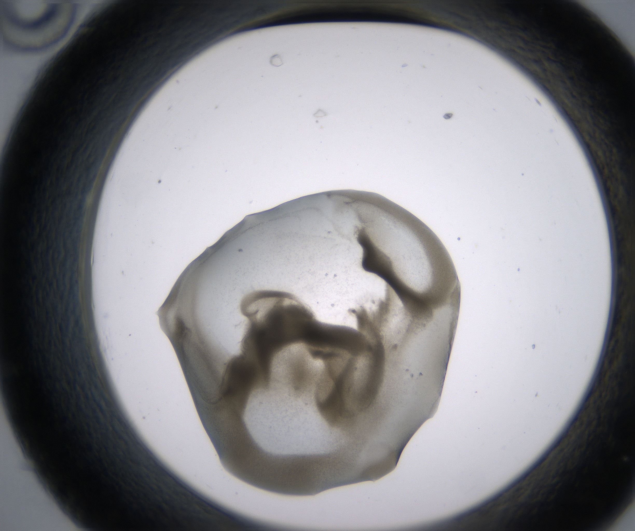 C10_HighResolution_Precipitate_2.jpg