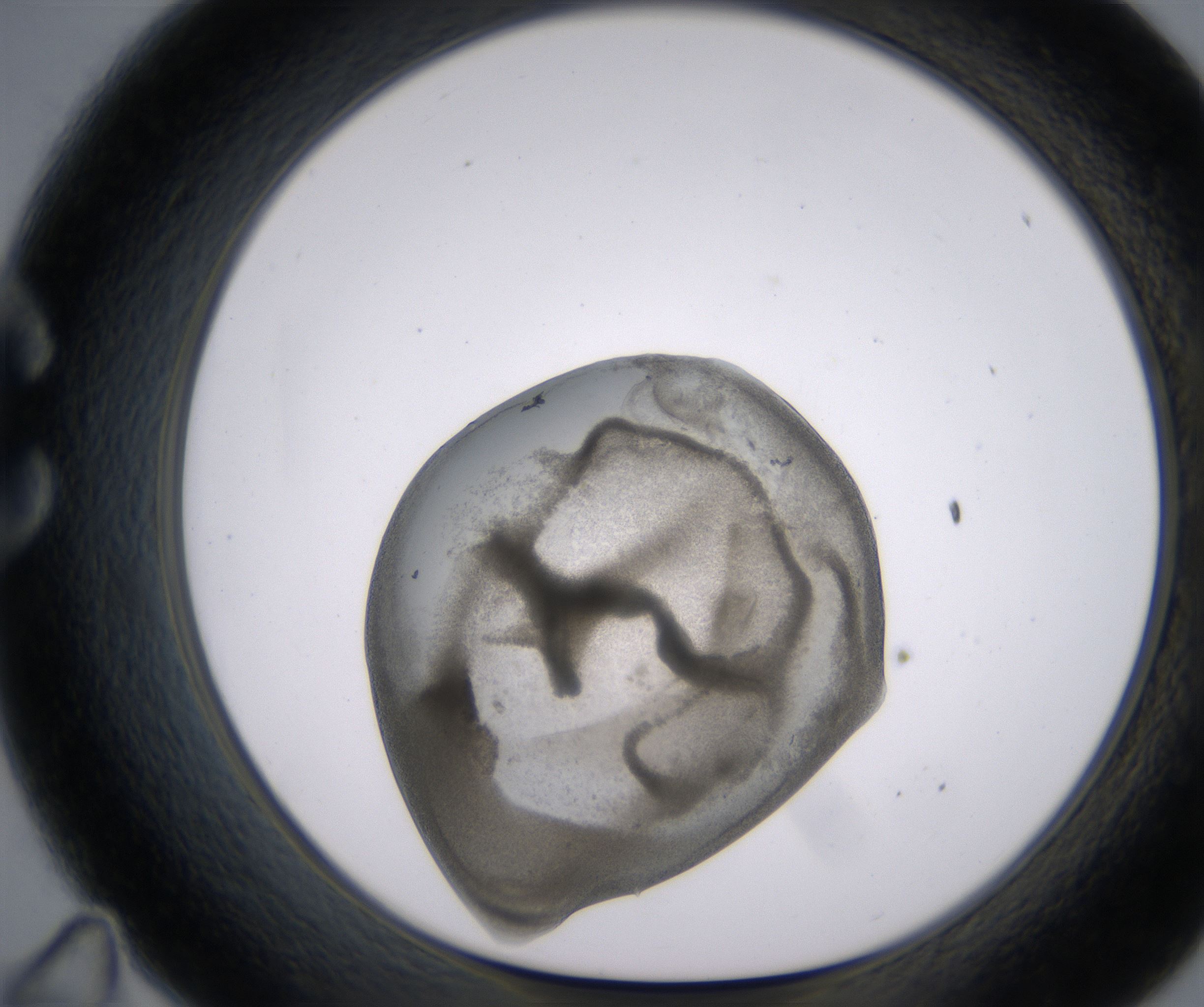 C11_HighResolution_Precipitate_1.jpg