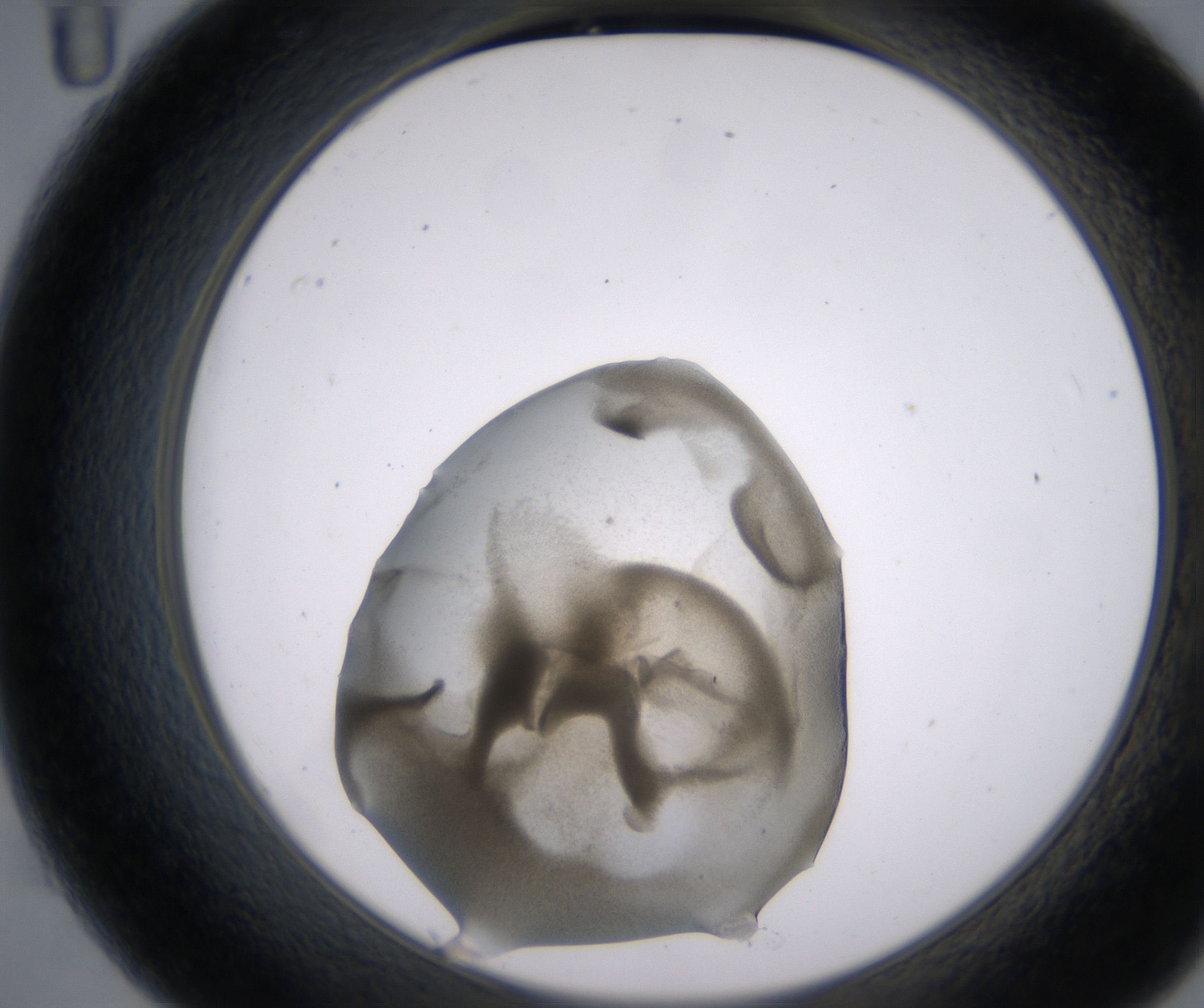 C11_HighResolution_Precipitate_2.jpg