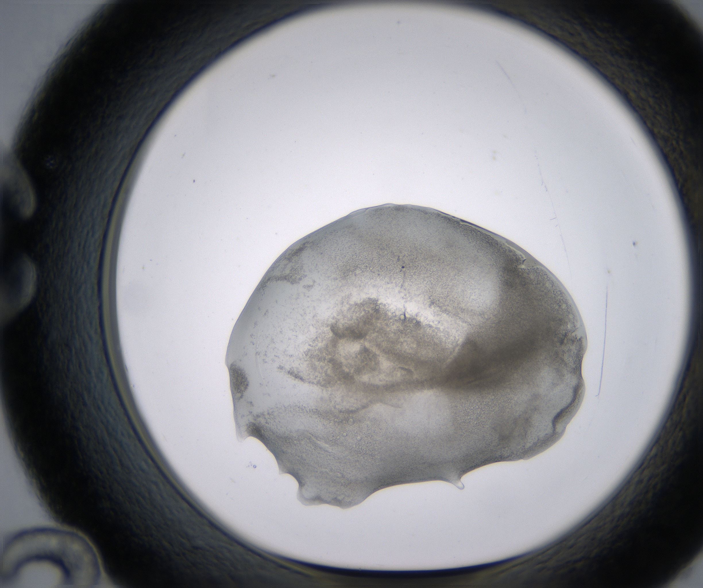 C12_HighResolution_Precipitate_1.jpg