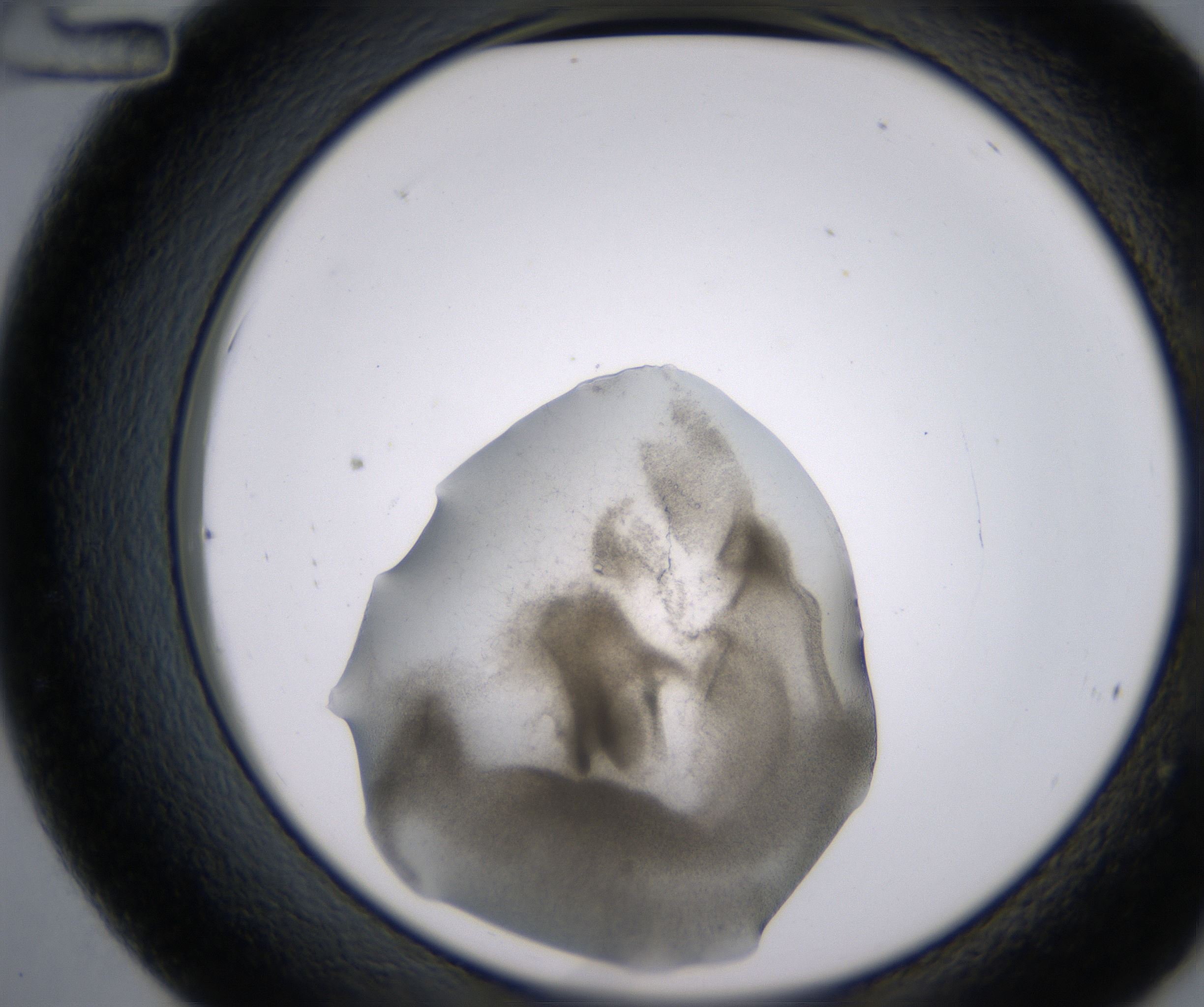 C12_HighResolution_Precipitate_2.jpg