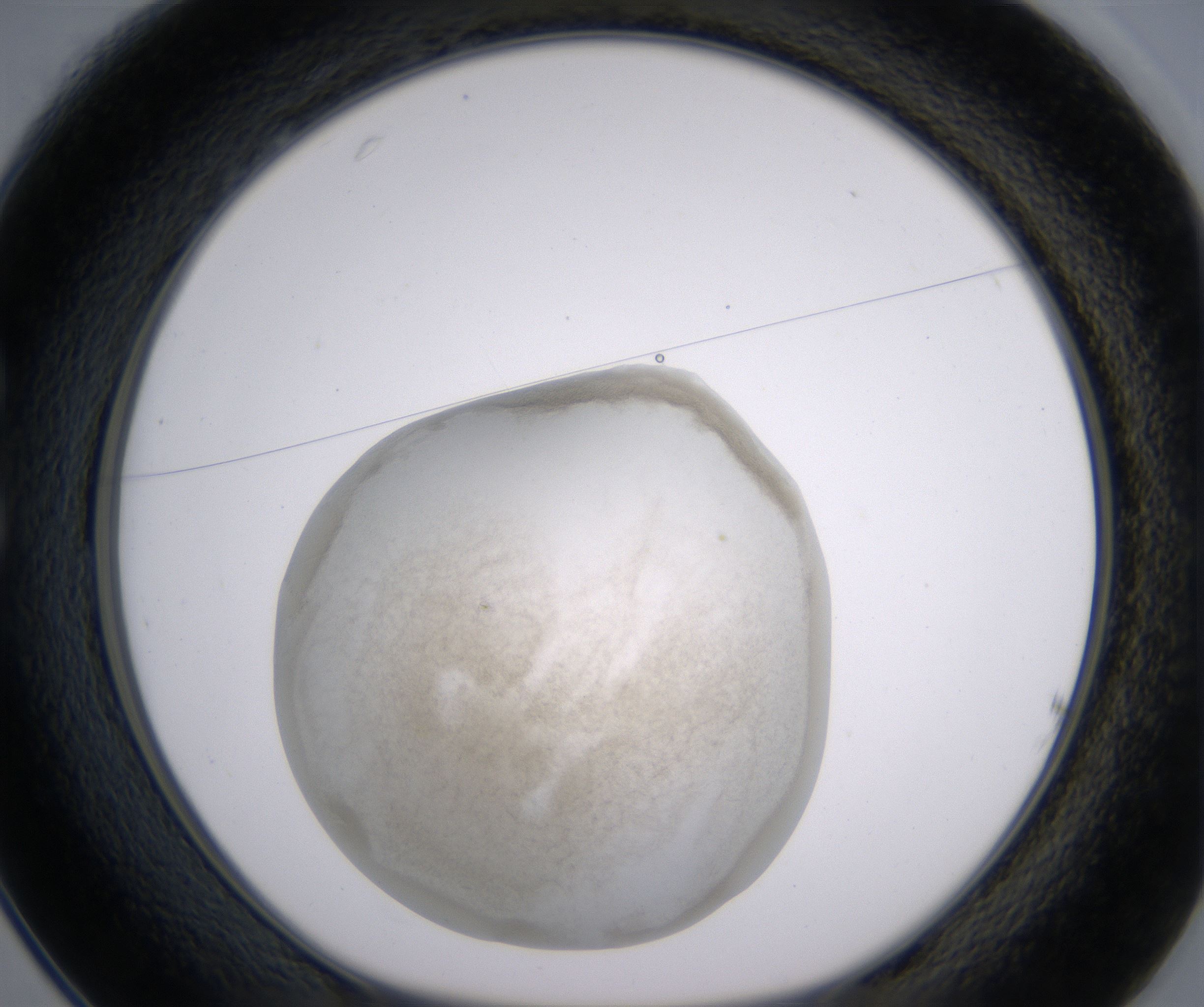 C1_HighResolution_Precipitate_1.jpg
