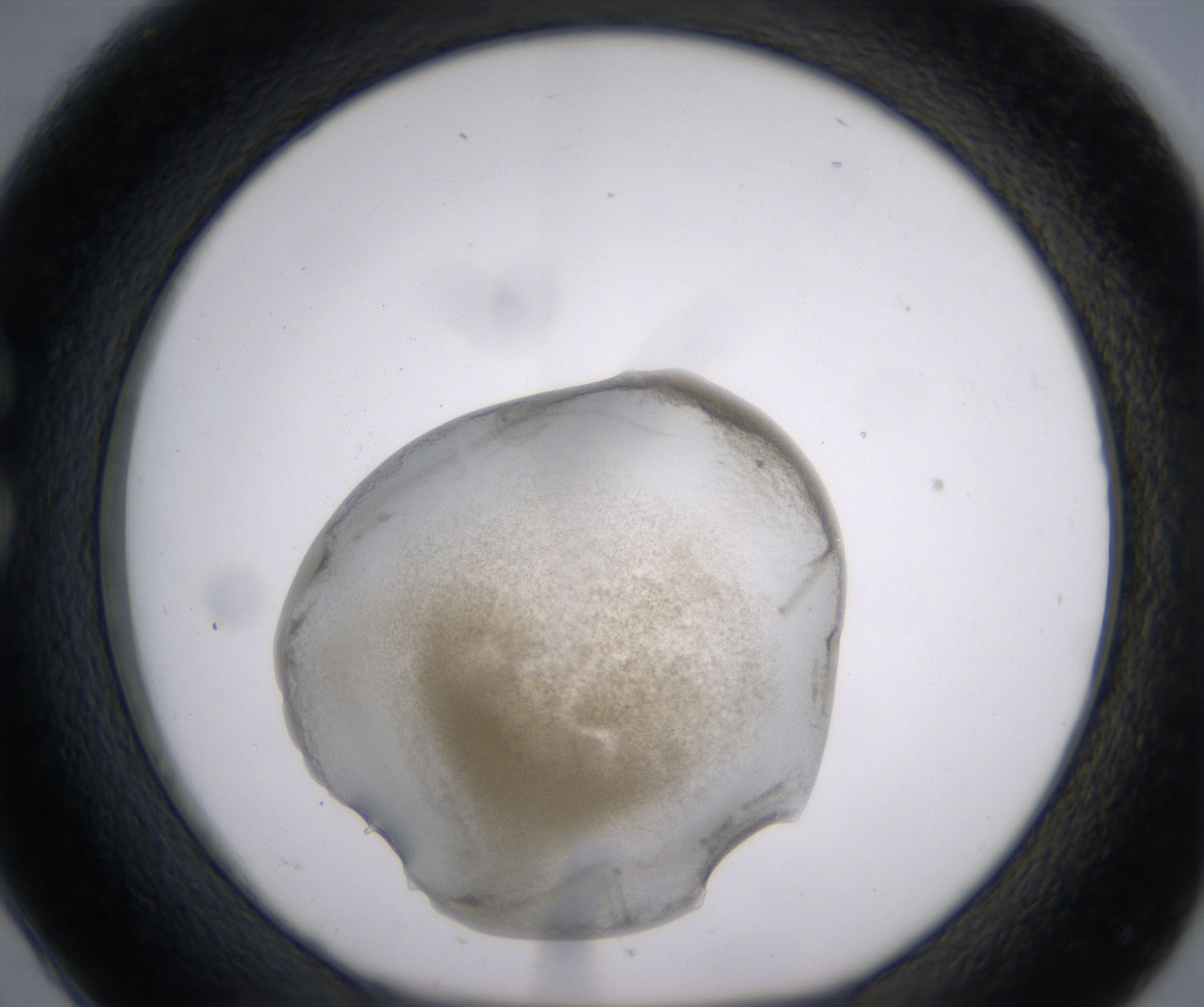 C2_HighResolution_Precipitate_1.jpg