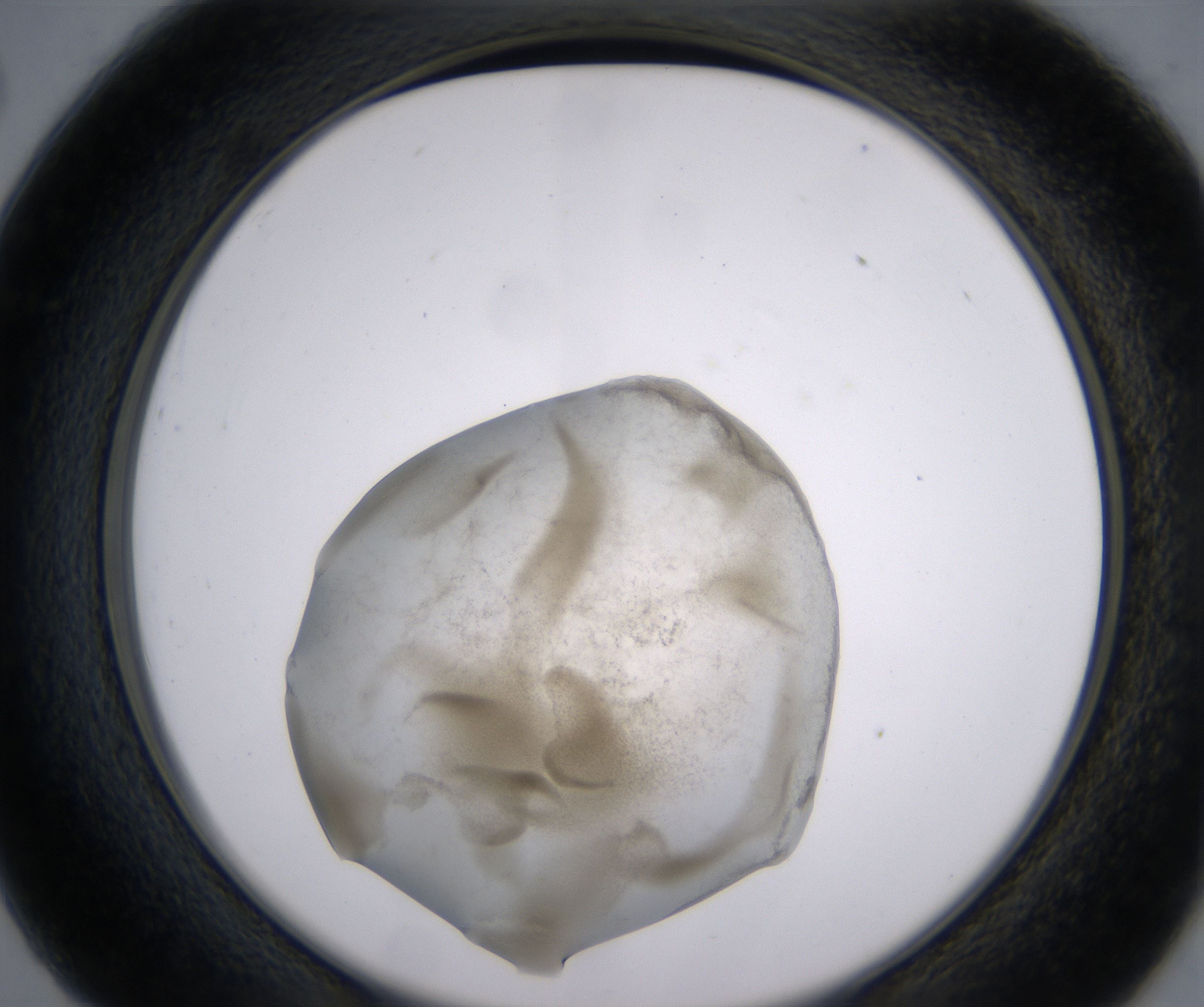 C2_HighResolution_Precipitate_2.jpg
