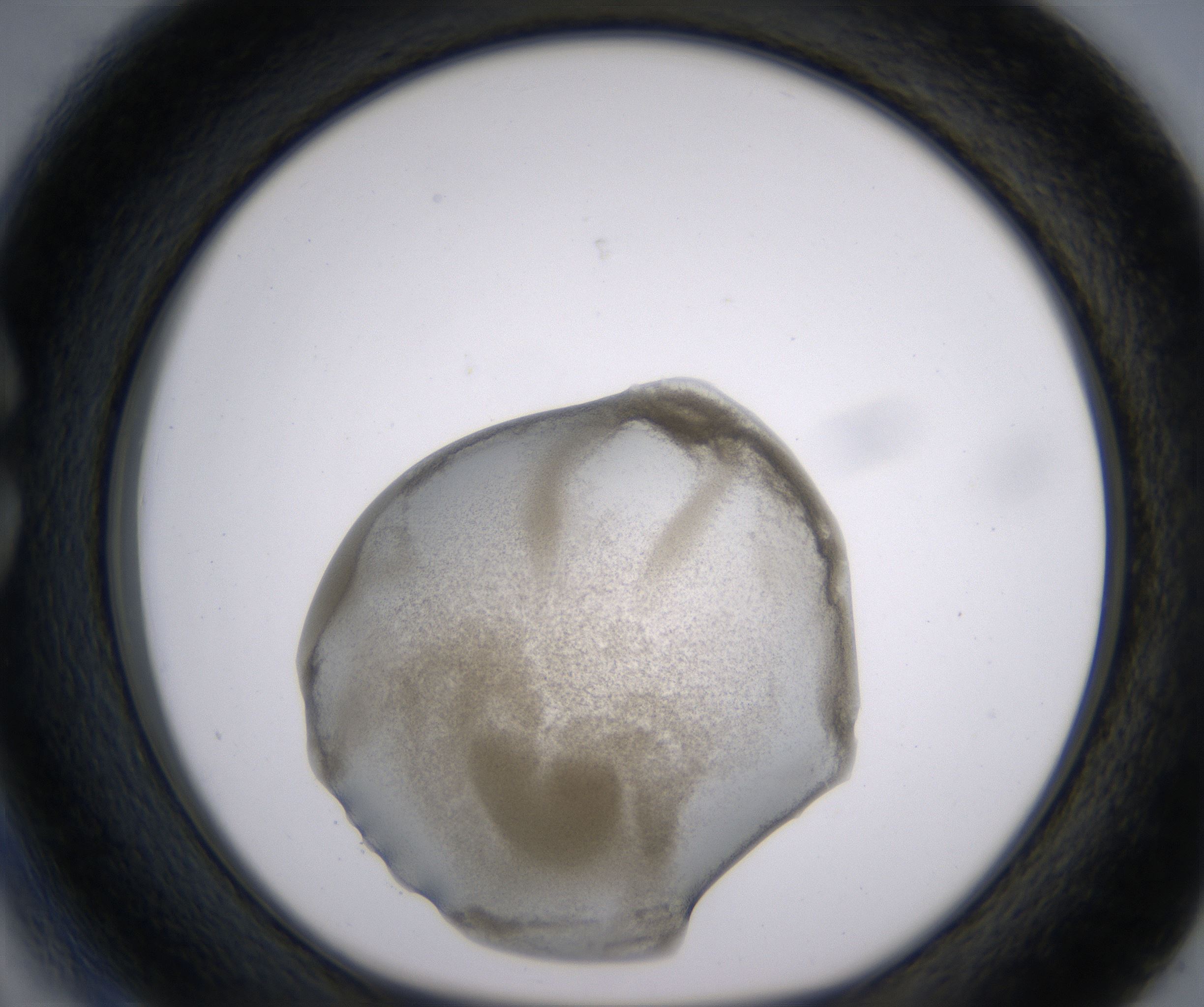 C3_HighResolution_Precipitate_1.jpg