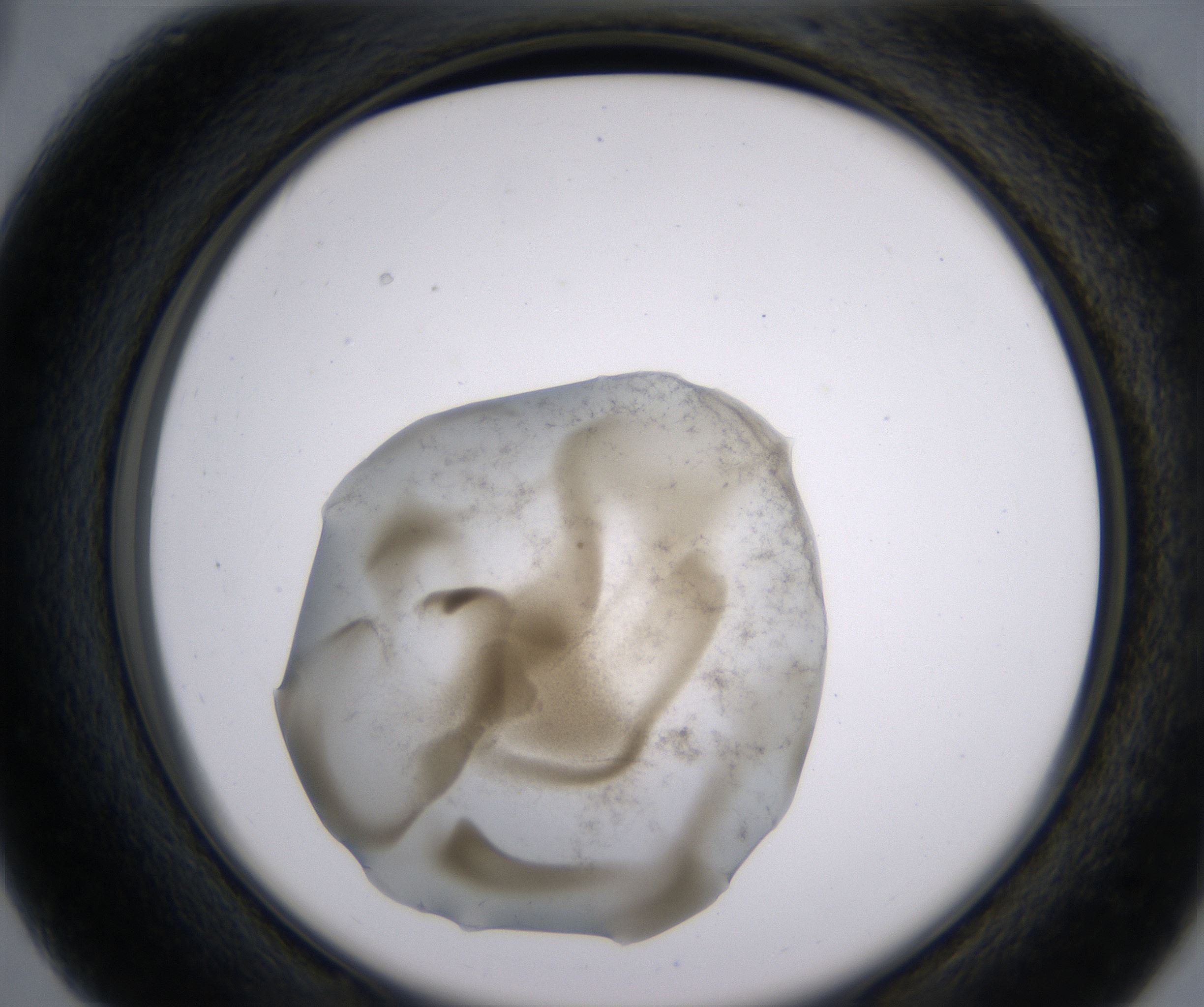 C3_HighResolution_Precipitate_2.jpg