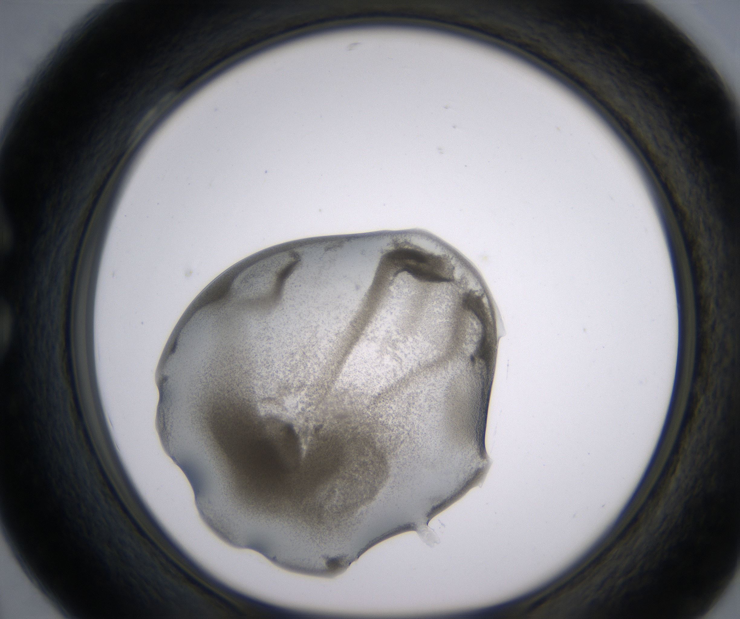 C4_HighResolution_Precipitate_1.jpg