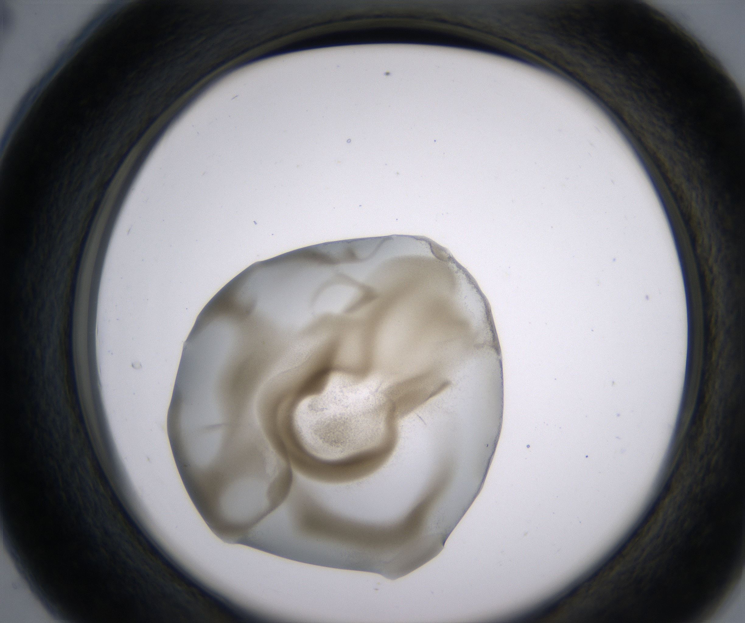 C4_HighResolution_Precipitate_2.jpg