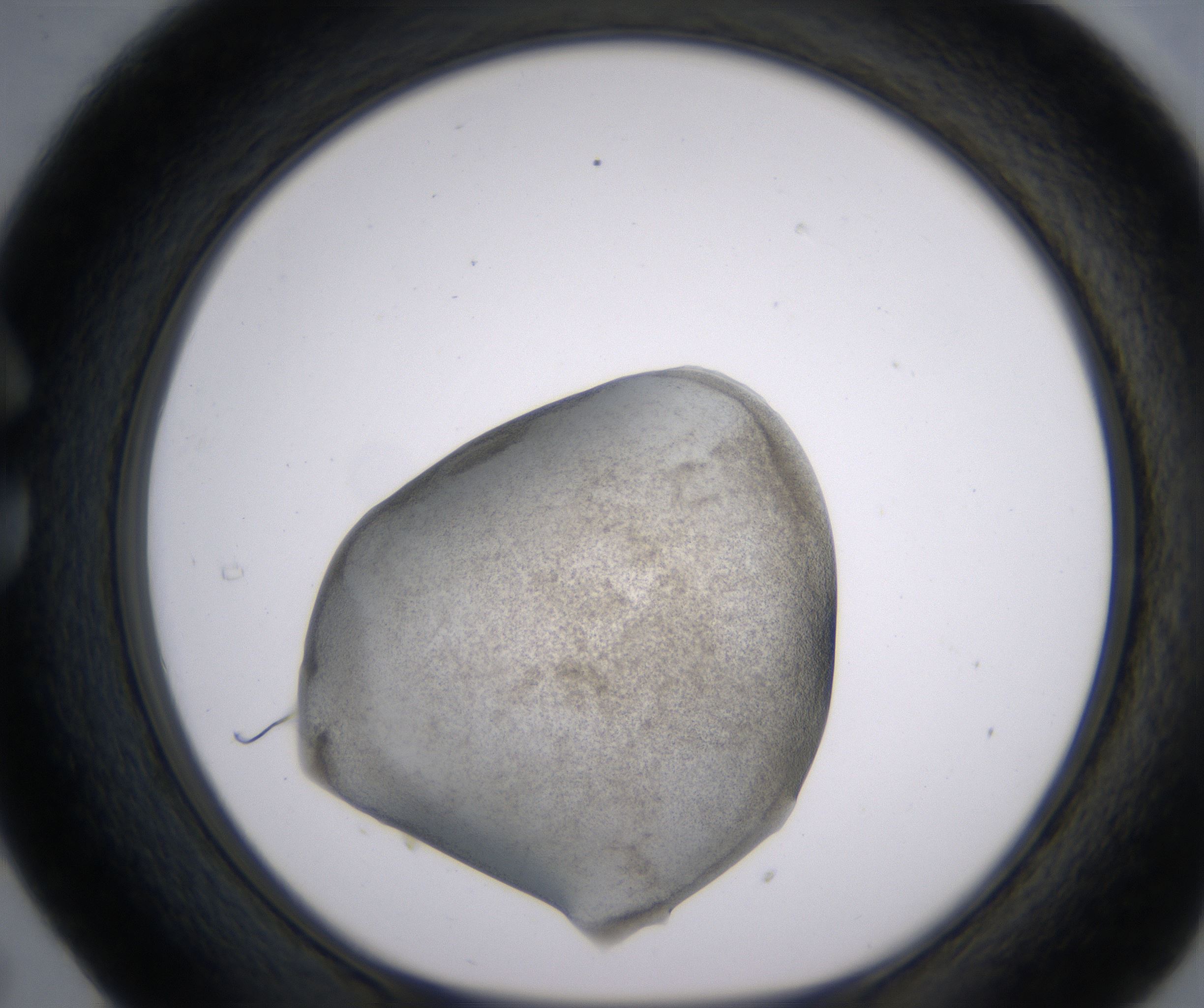 C5_HighResolution_Precipitate_1.jpg