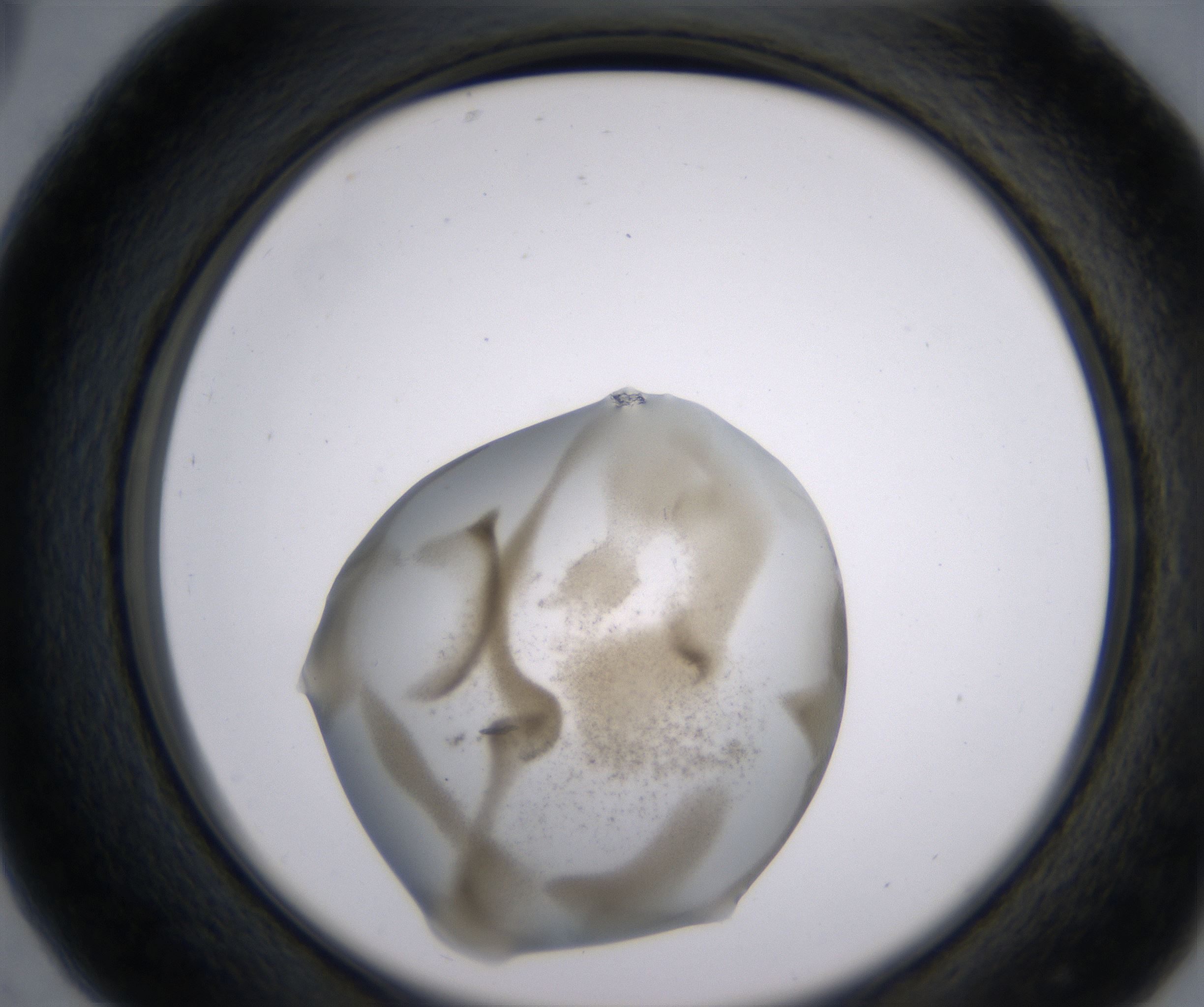 C5_HighResolution_Precipitate_2.jpg
