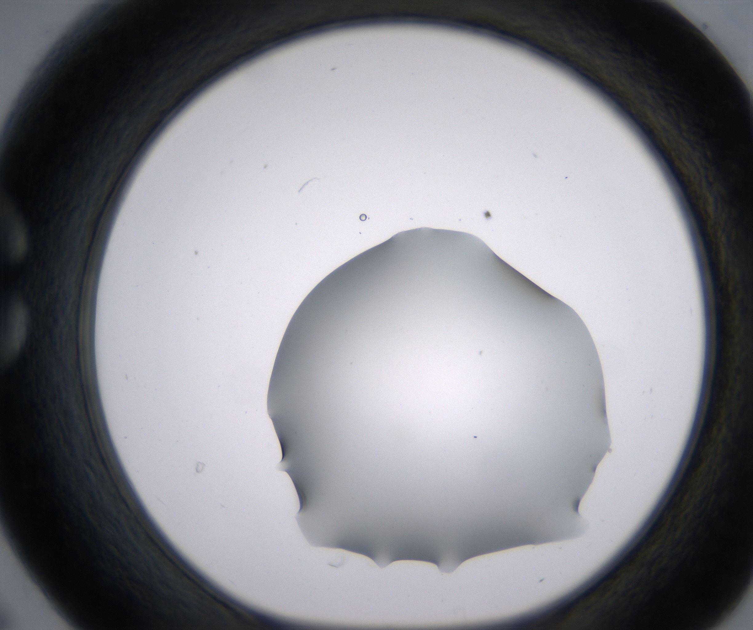 C6_HighResolution_Clear_1.jpg