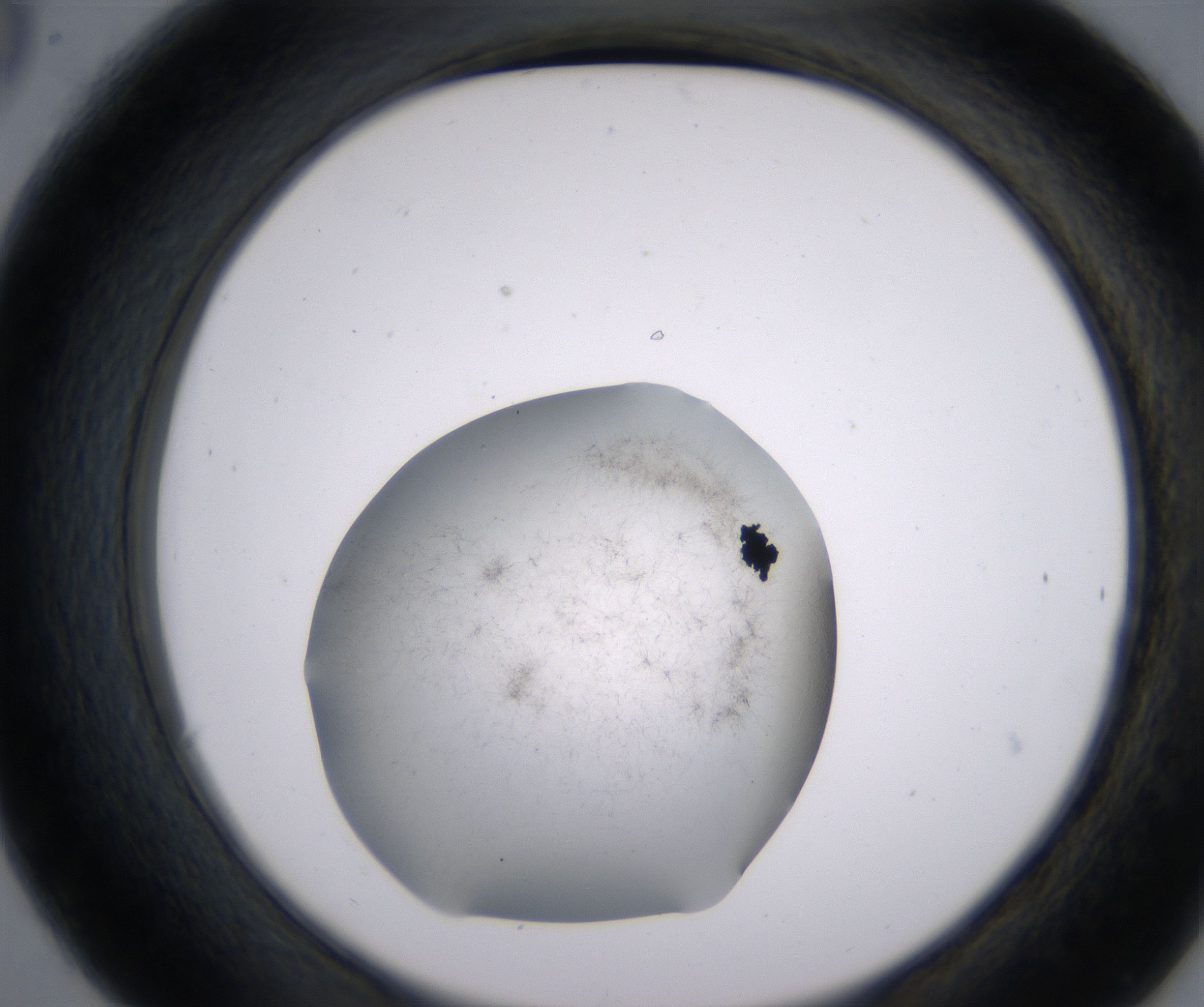 C6_HighResolution_Precipitate_2.jpg