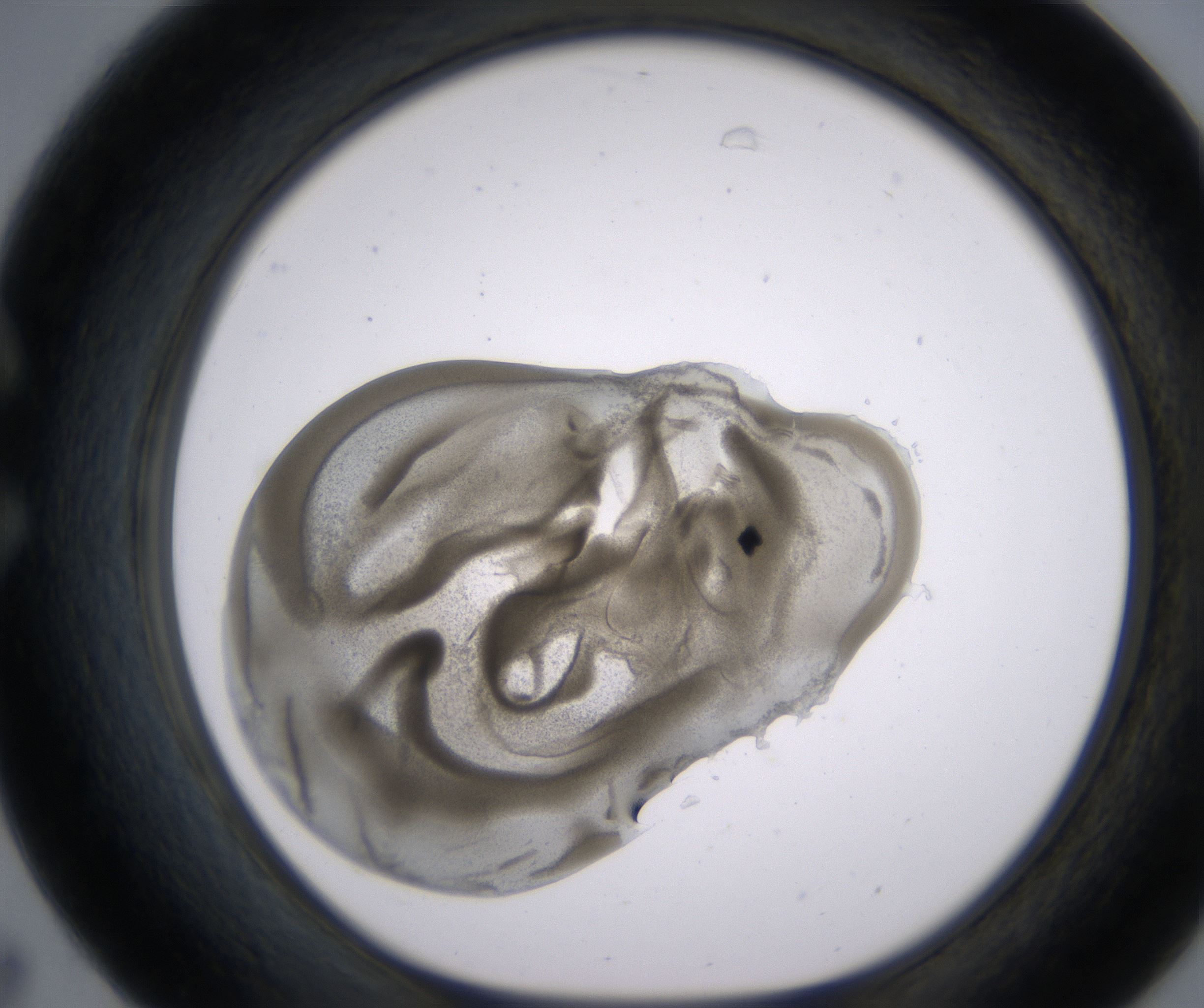 C7_HighResolution_Precipitate_1.jpg