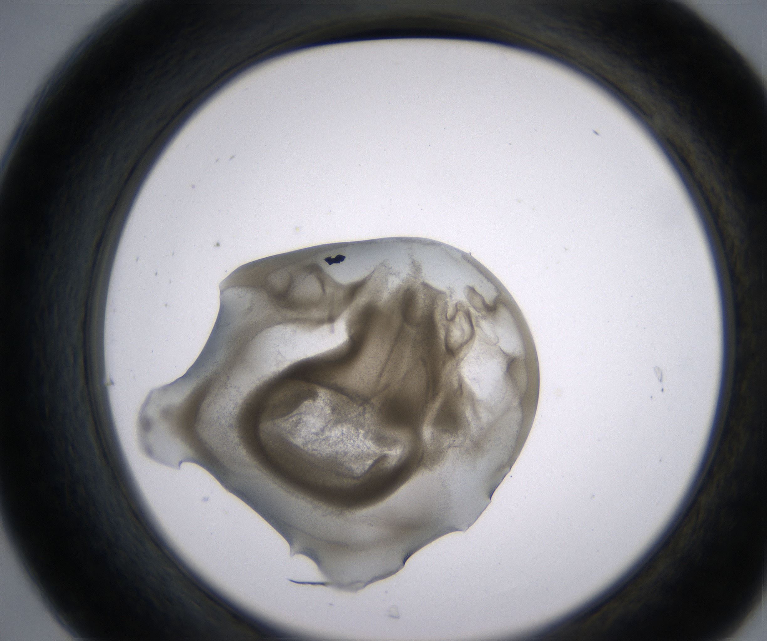 C7_HighResolution_Precipitate_2.jpg