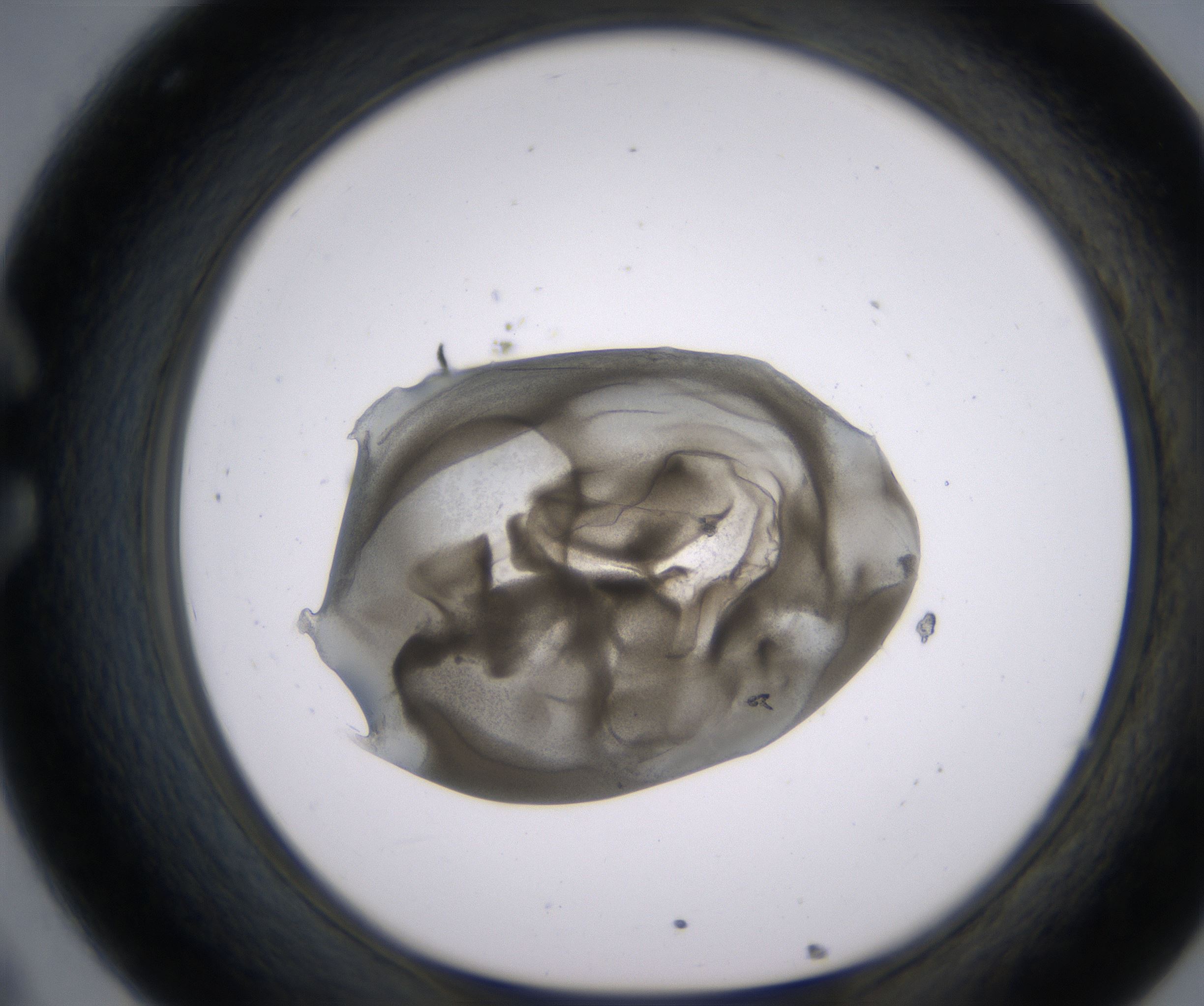 C8_HighResolution_Precipitate_1.jpg