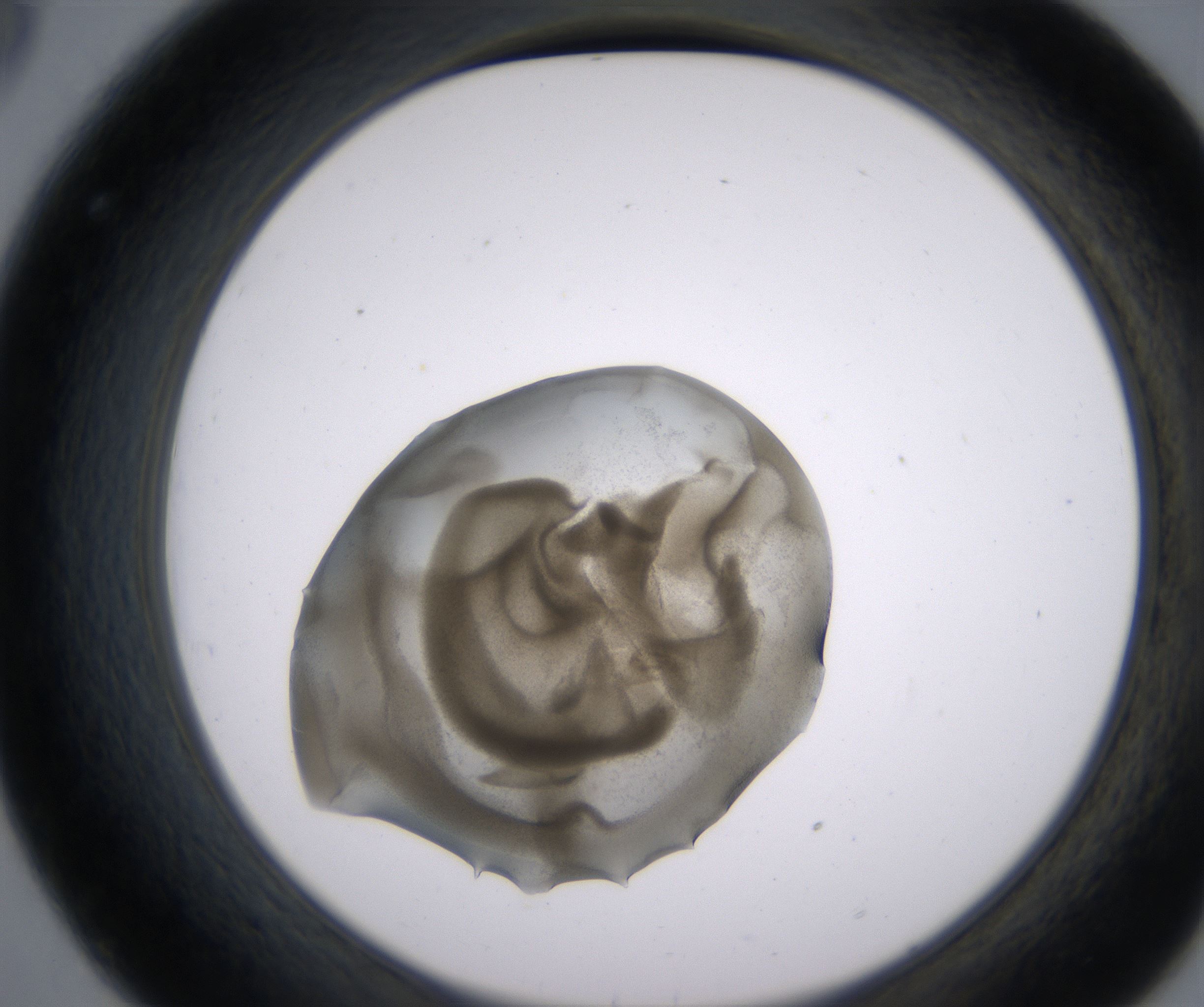 C8_HighResolution_Precipitate_2.jpg