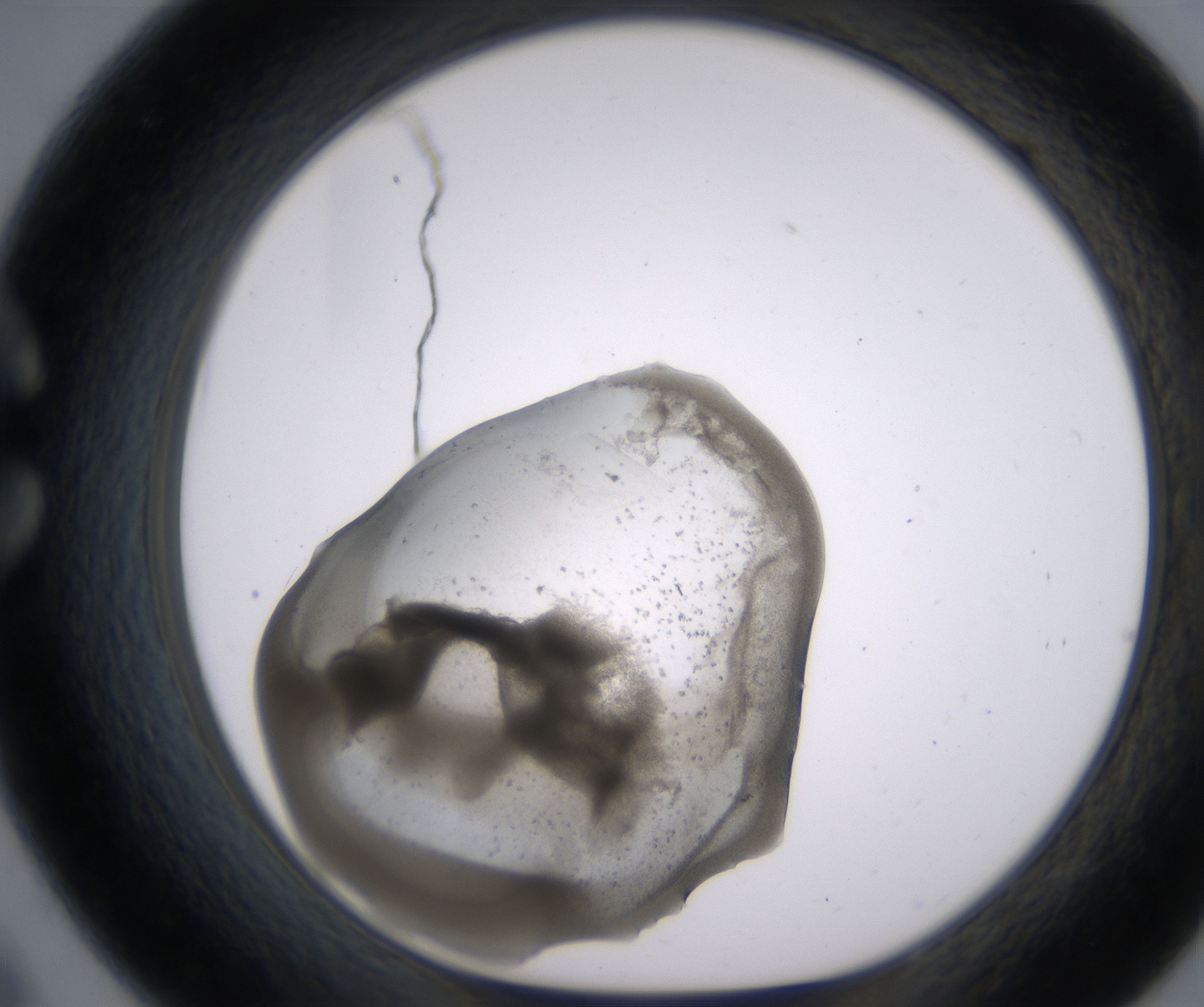 C9_HighResolution_Precipitate_1.jpg
