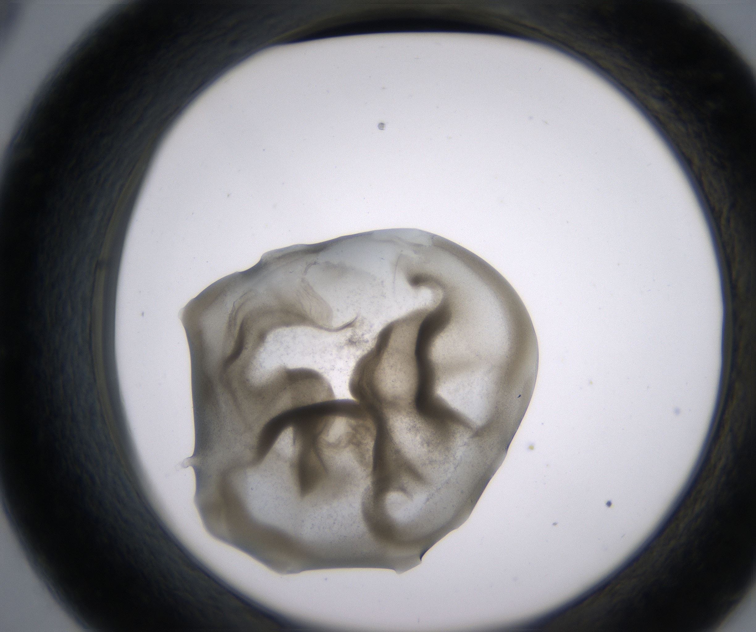 C9_HighResolution_Precipitate_2.jpg