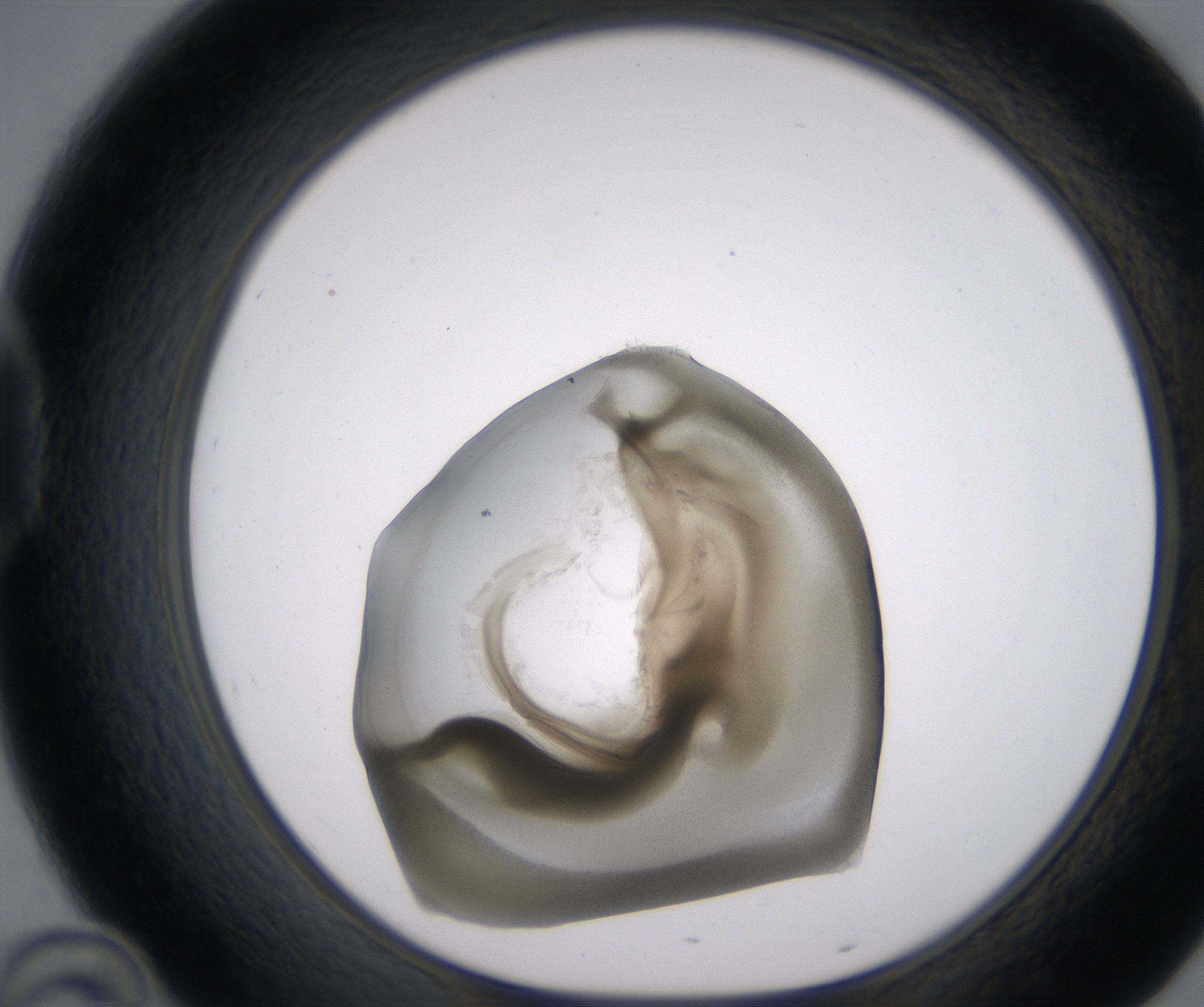 D10_HighResolution_Precipitate_1.jpg