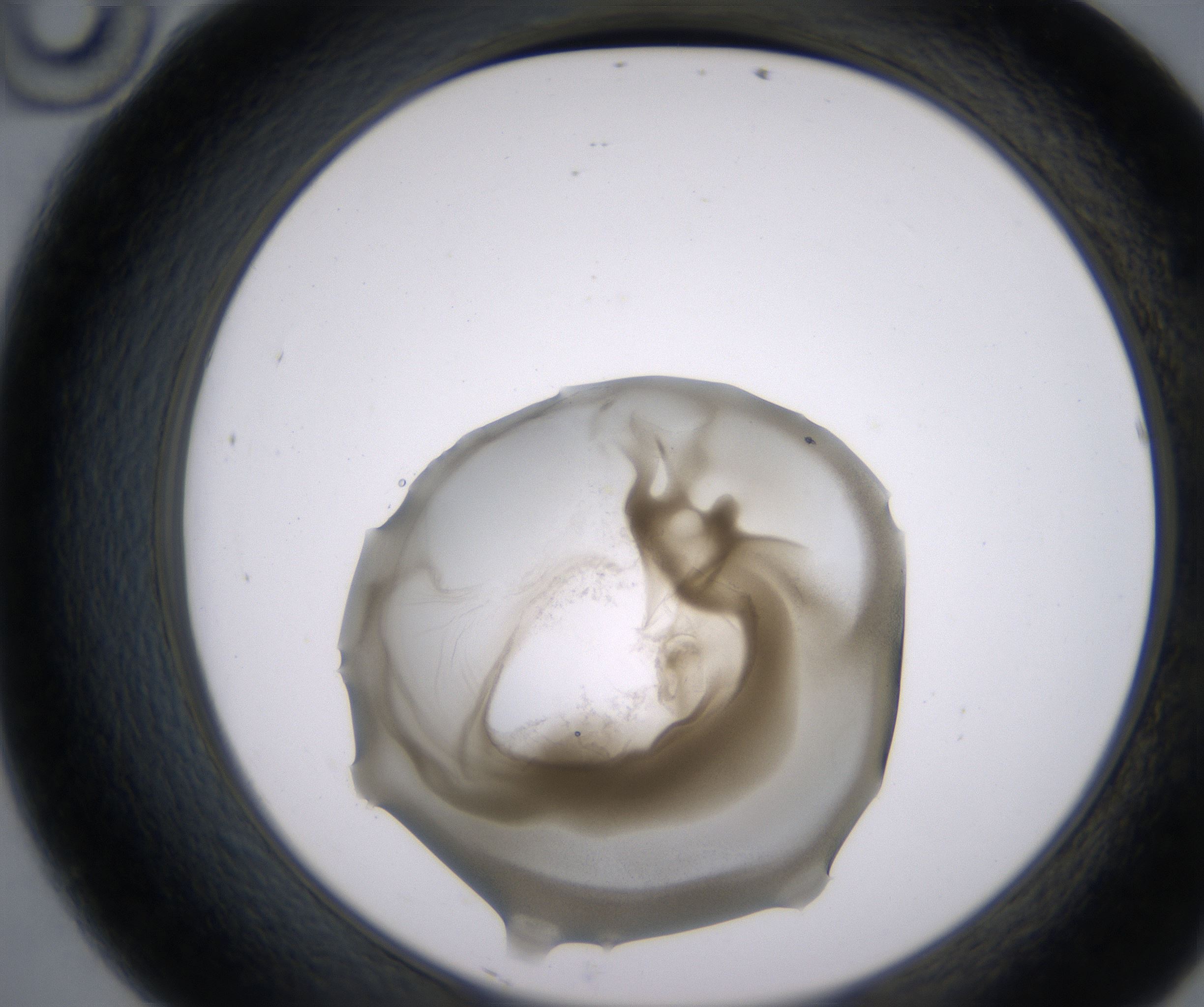 D10_HighResolution_Precipitate_2.jpg