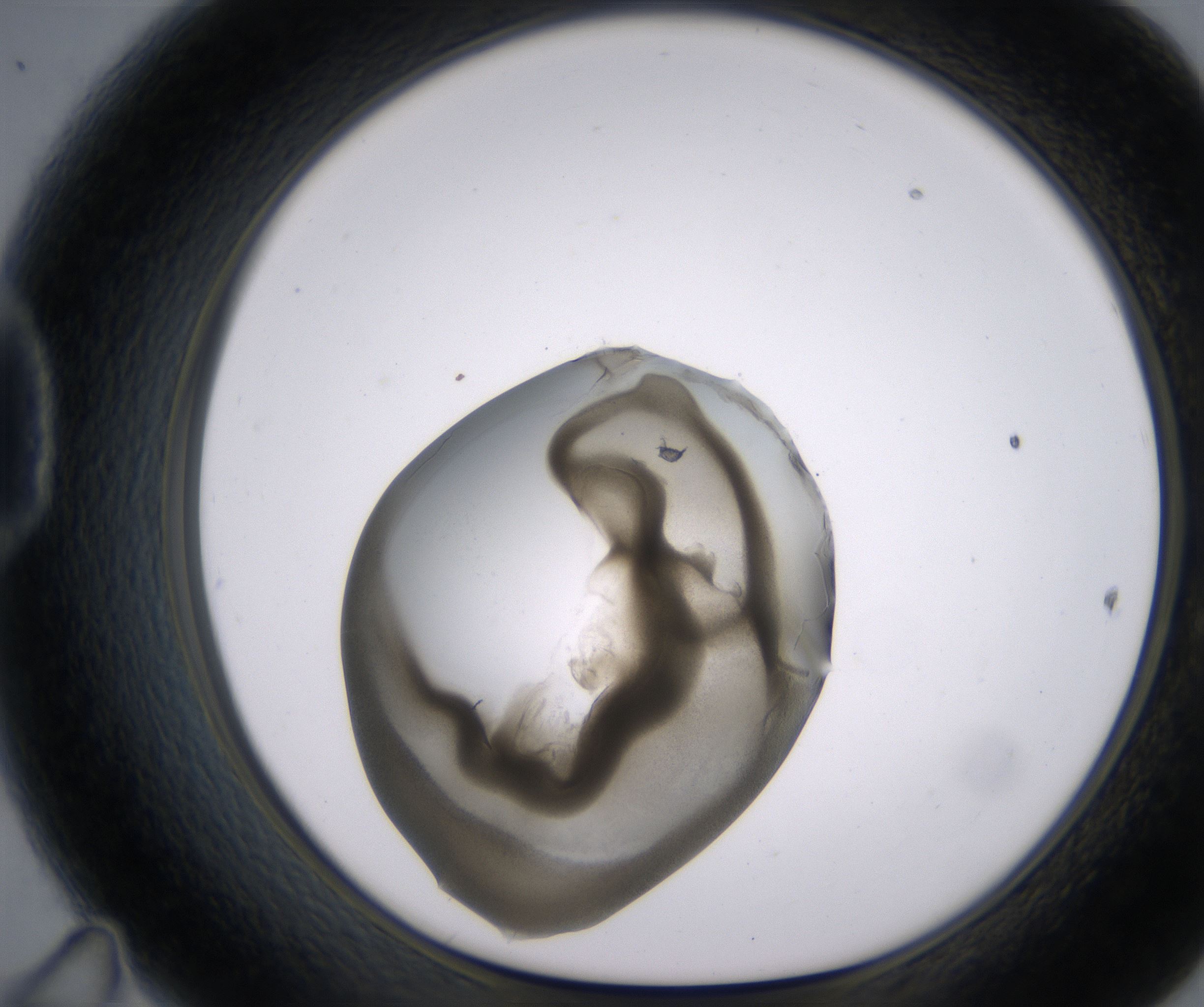 D11_HighResolution_Precipitate_1.jpg