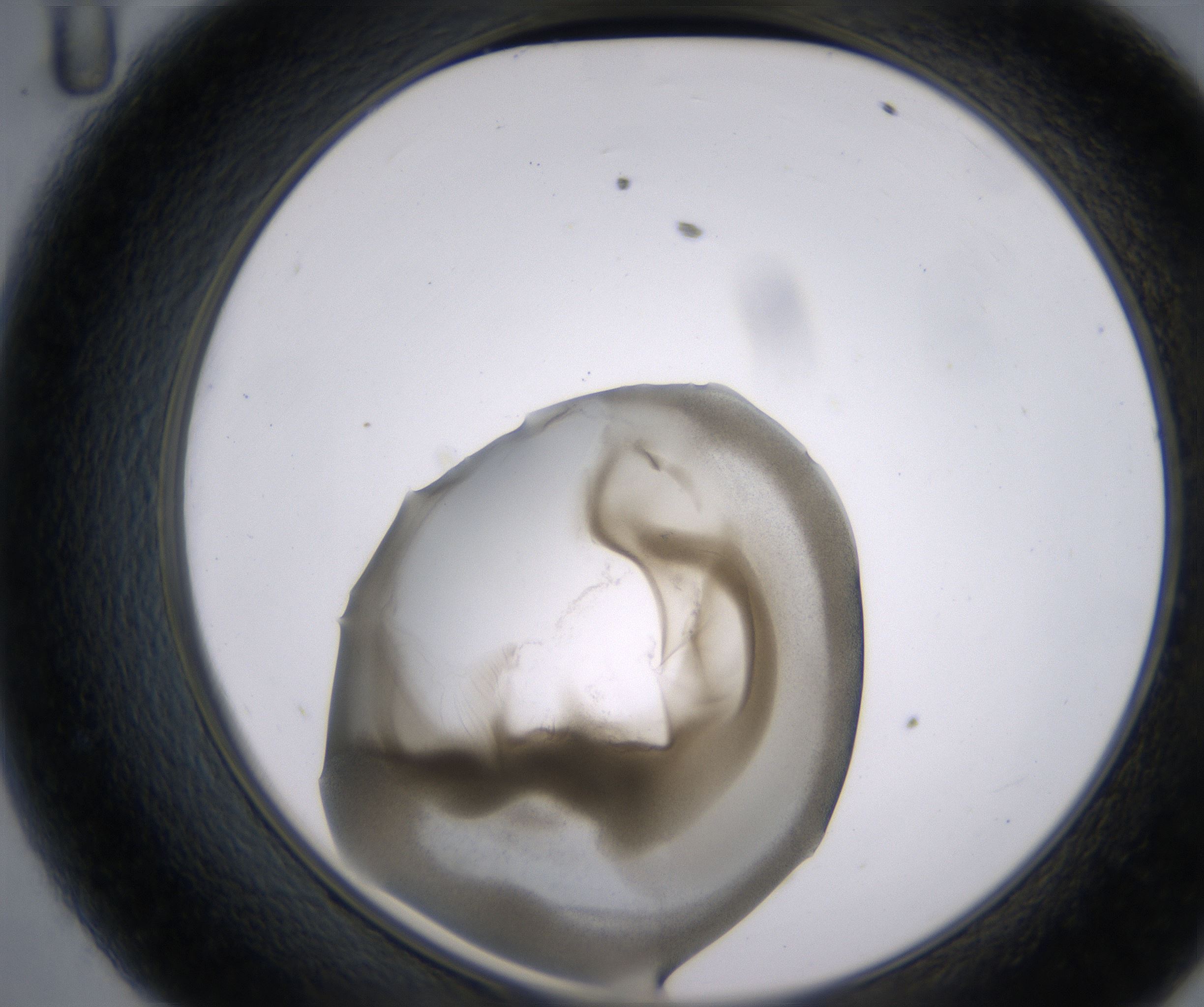 D11_HighResolution_Precipitate_2.jpg